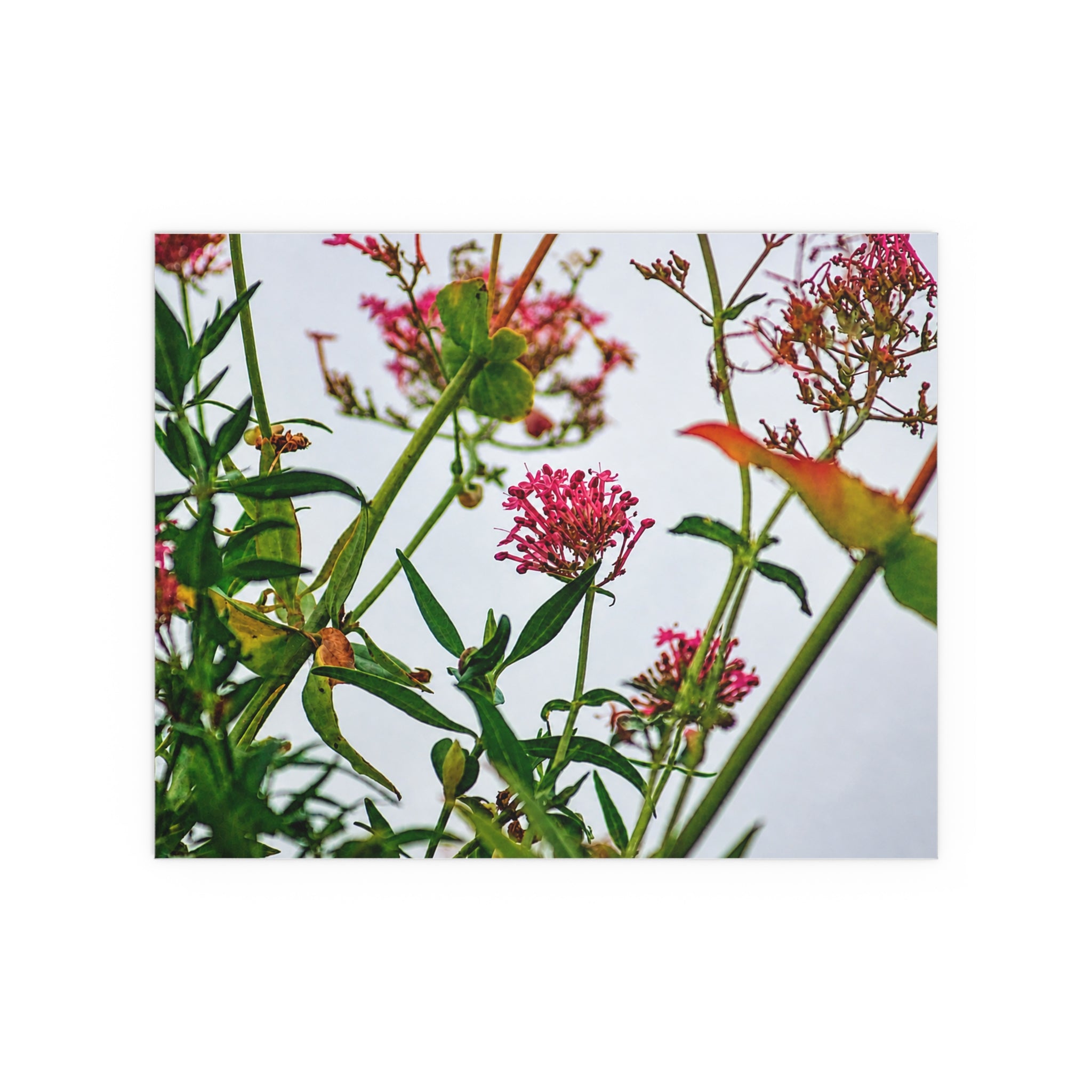 Pink wildflower nature photography silk poster — Nature Noticed