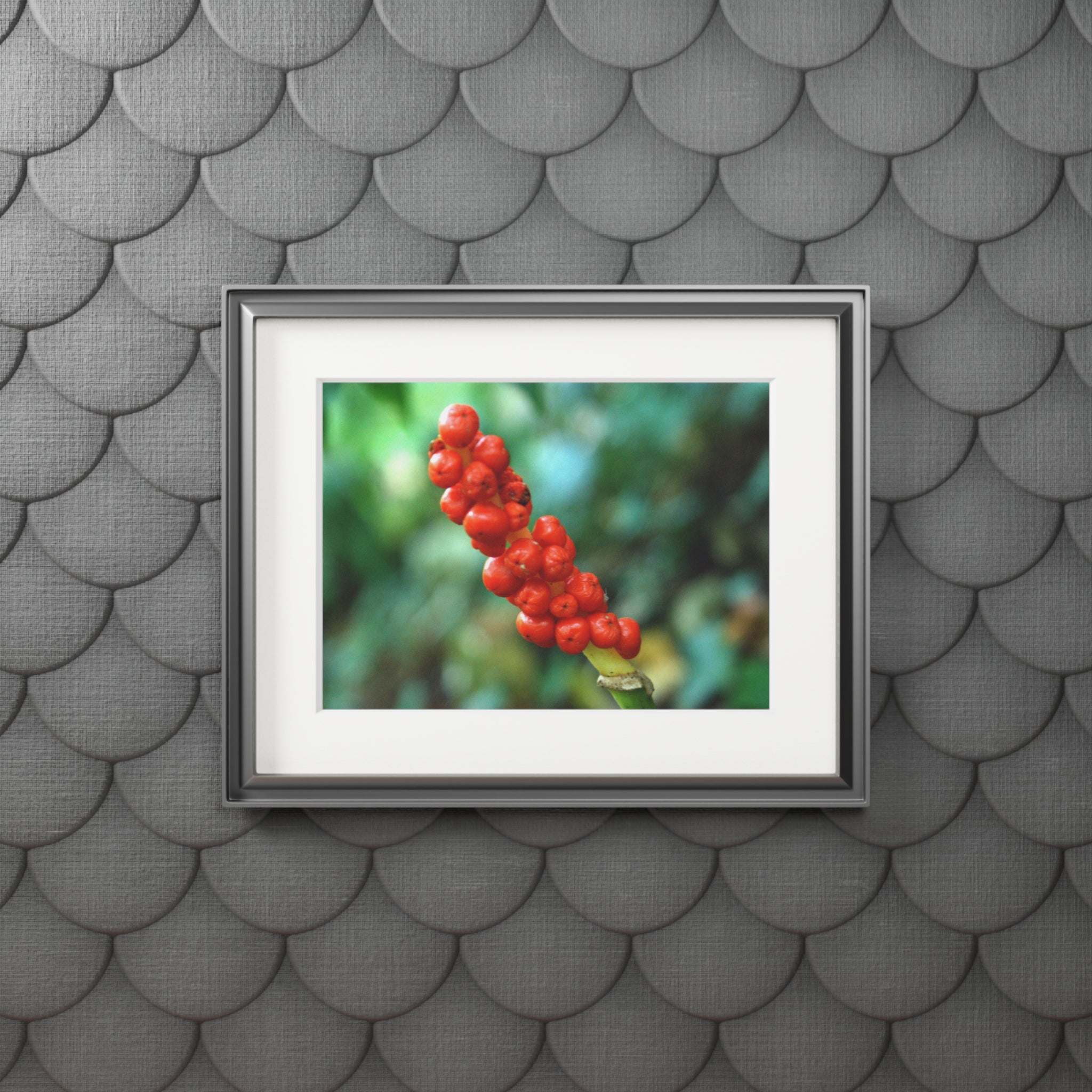 Scarlet Berries Passepartout Fine Art Print — Original Botanical Photography