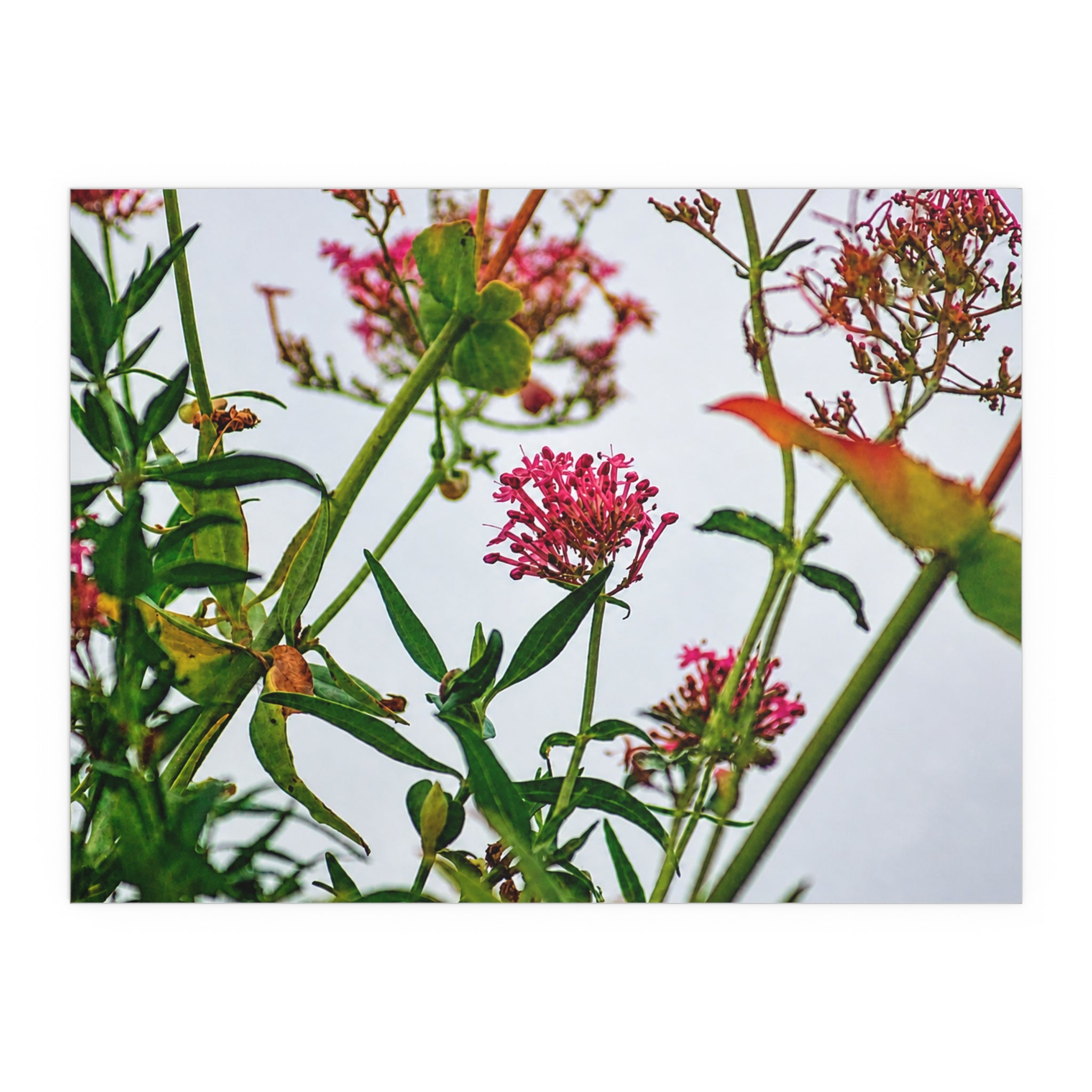 Pink wildflower nature photography silk poster — Nature Noticed