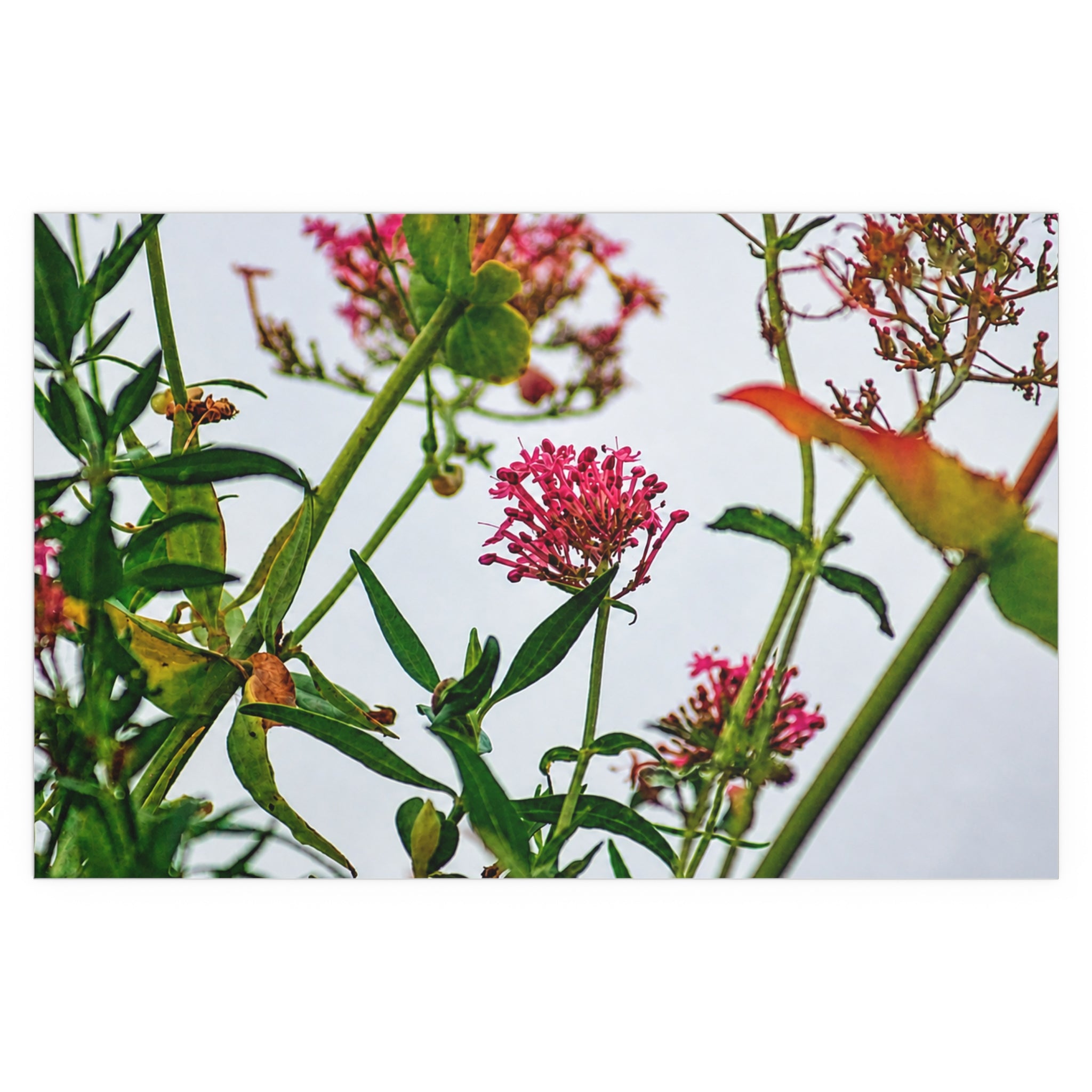 Pink wildflower nature photography silk poster — Nature Noticed