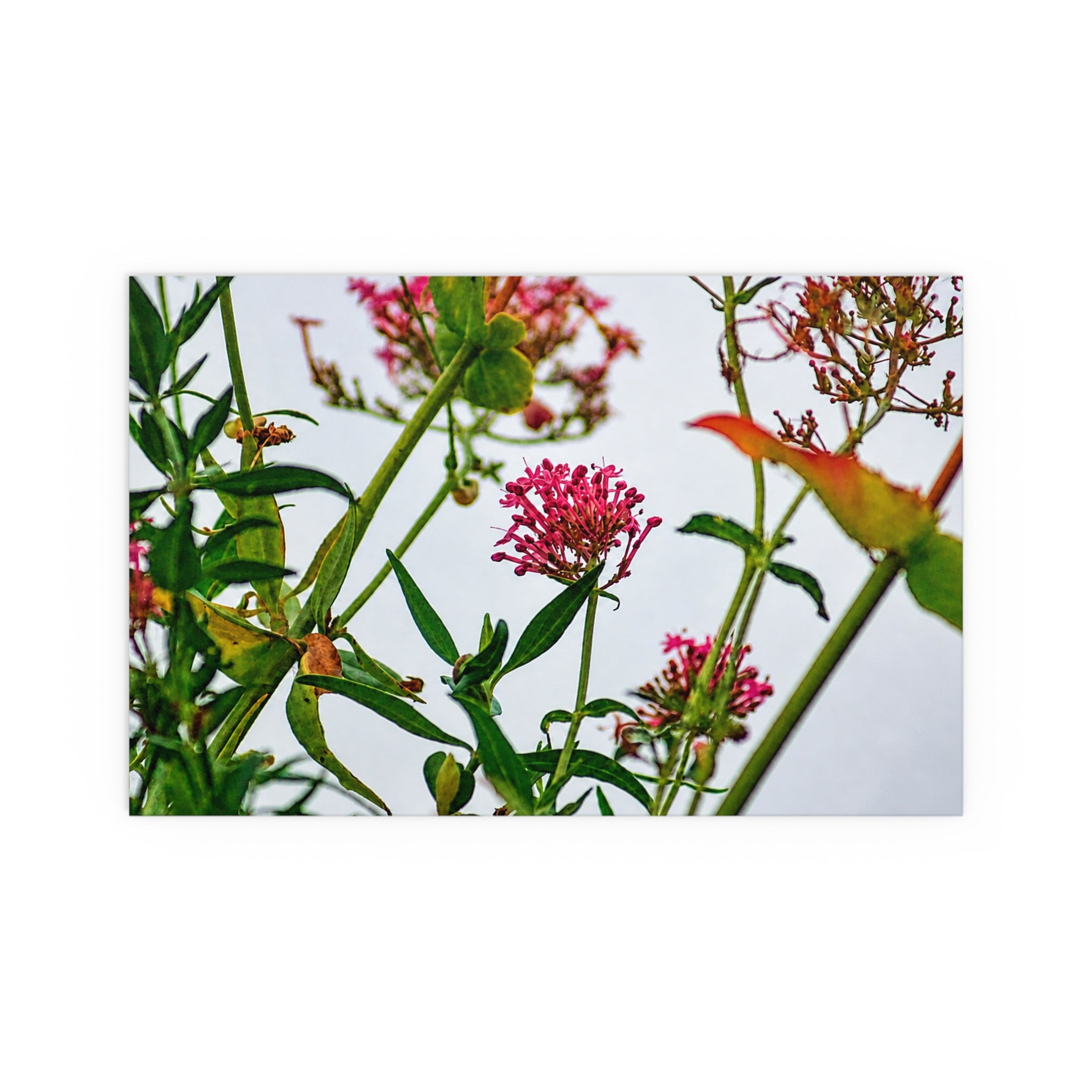 Pink wildflower nature photography silk poster — Nature Noticed