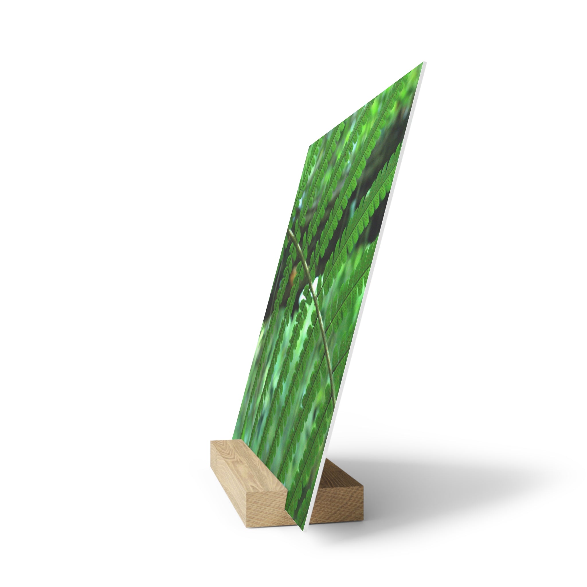 Green Fern Gallery Board with Oak Stand — Original Botanical Photography