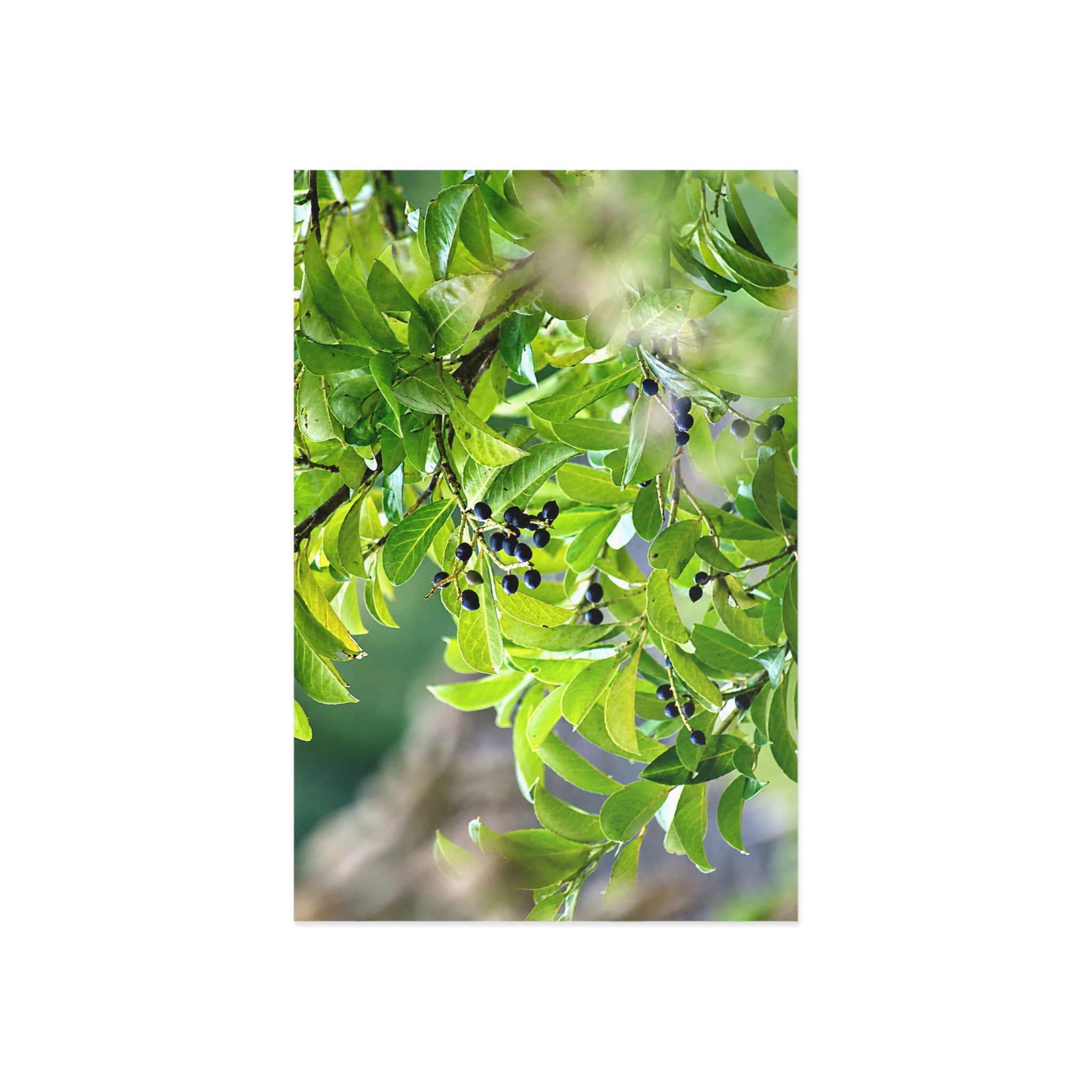 Alternate view of Nature Study Fine Art Postcard