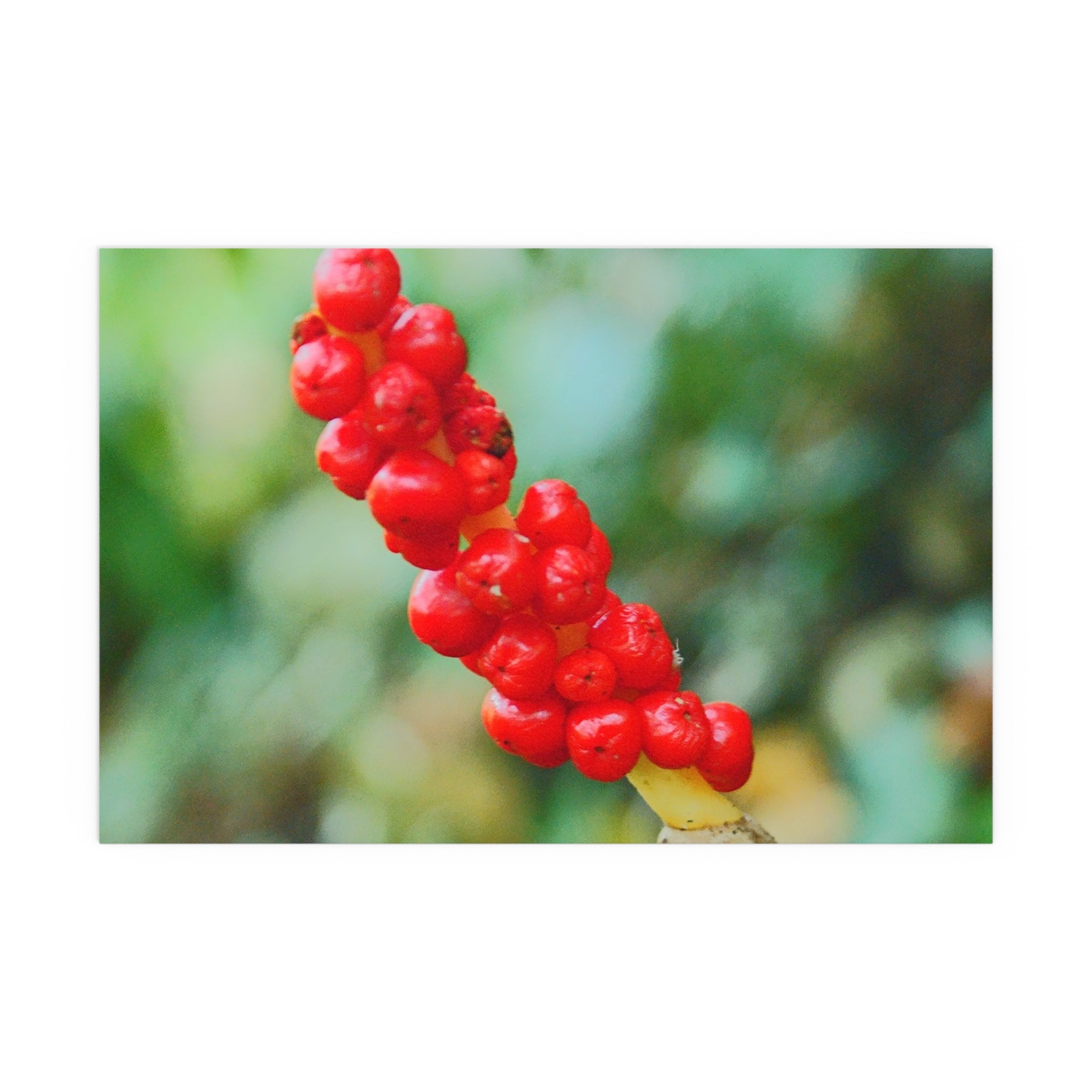 Red berry botanical nature photography silk poster — Nature Noticed