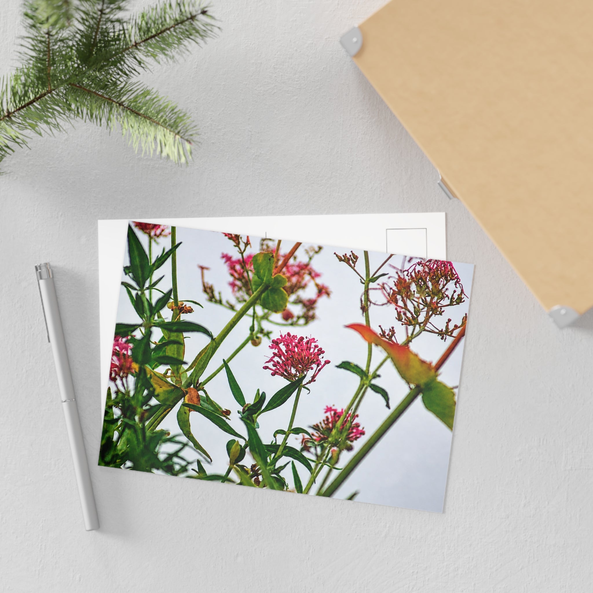Wildflower Fine Art Post Card