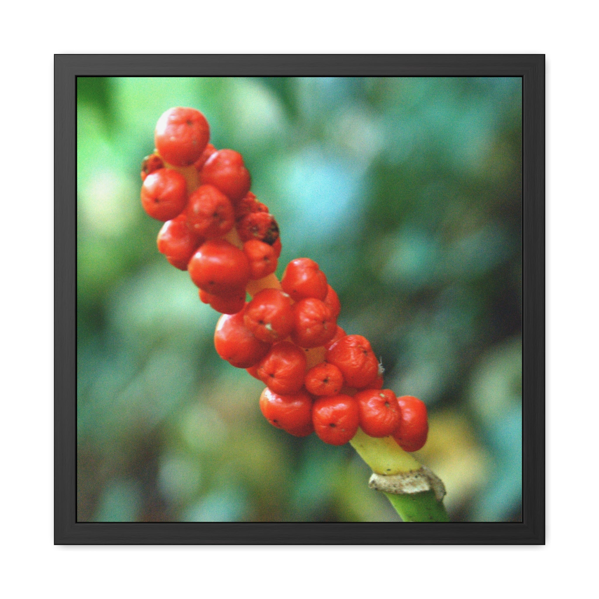 Botanical red berries framed photography poster by Nature Noticed