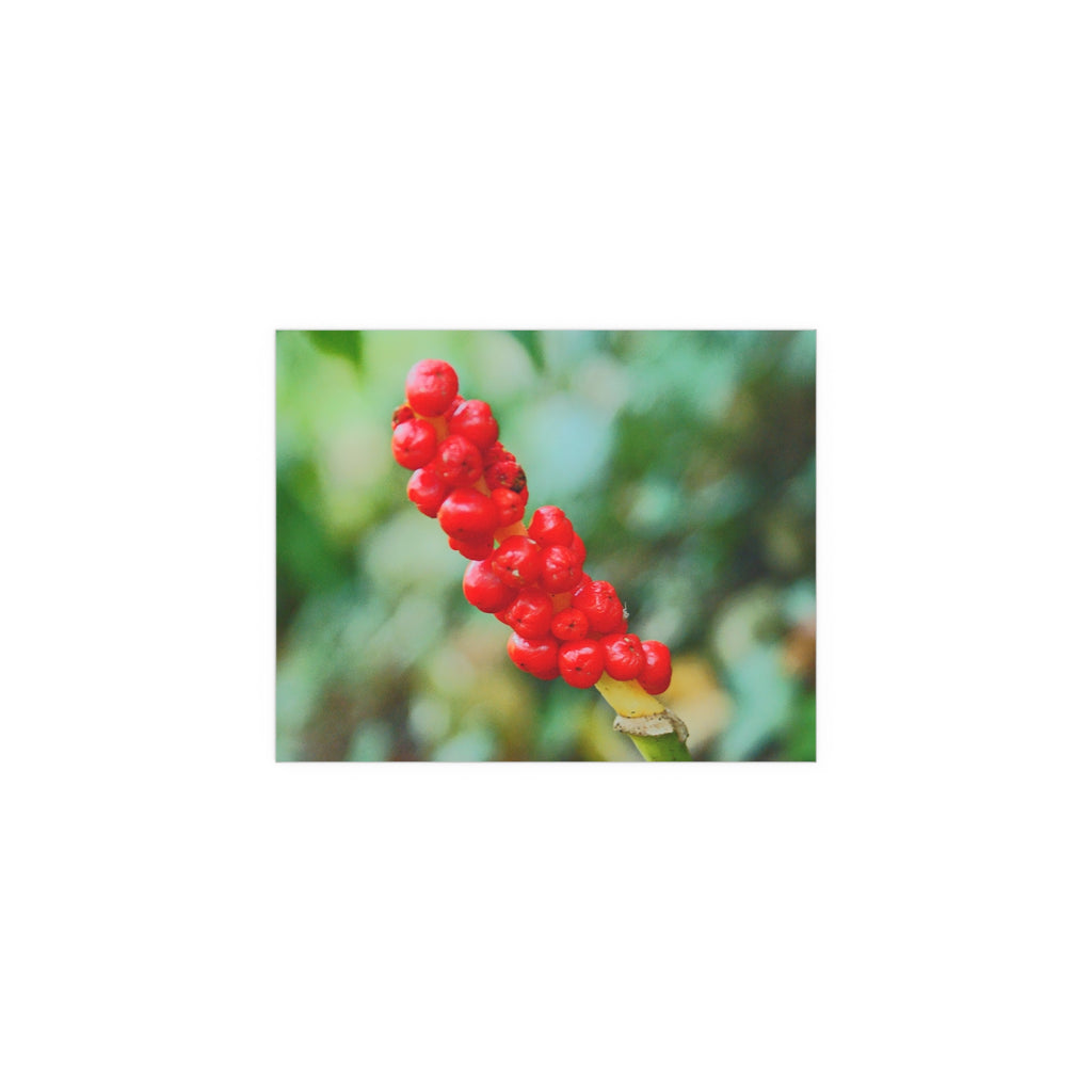 Red berry botanical nature photography silk poster — Nature Noticed