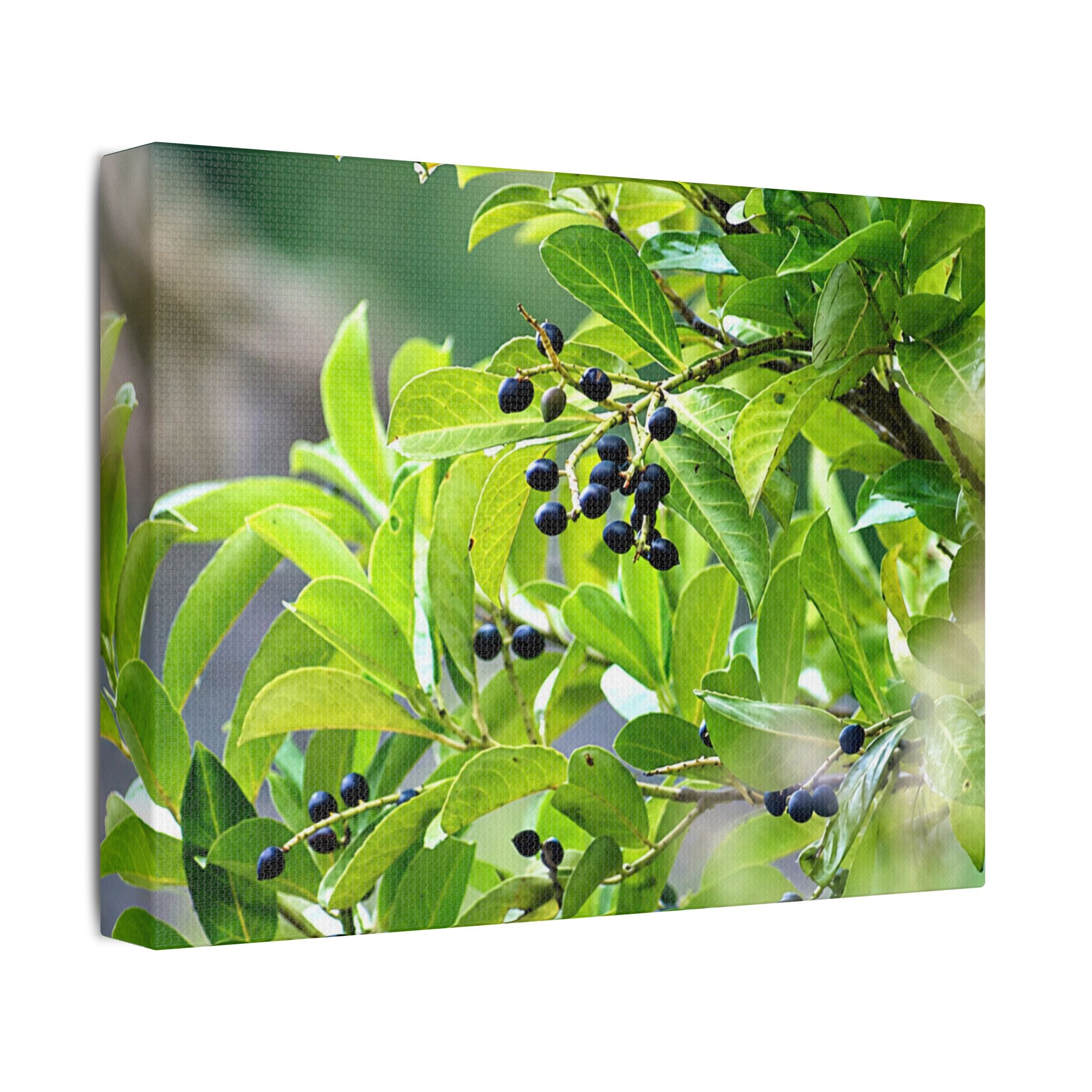 Nature Study Satin Stretched Canvas — Original Nature Photography
