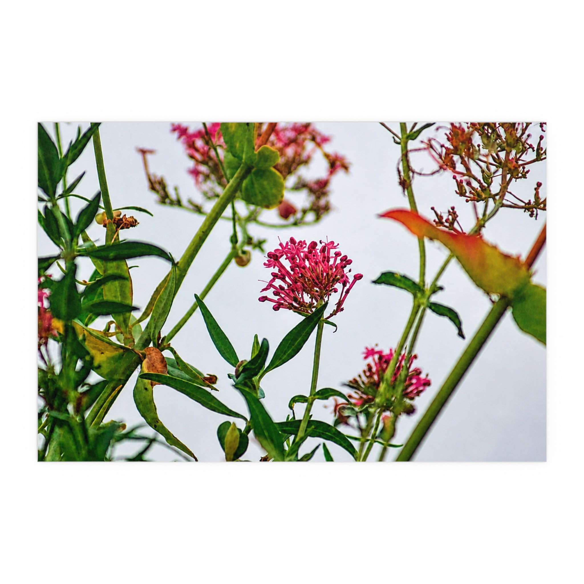 Pink wildflower nature photography silk poster — Nature Noticed