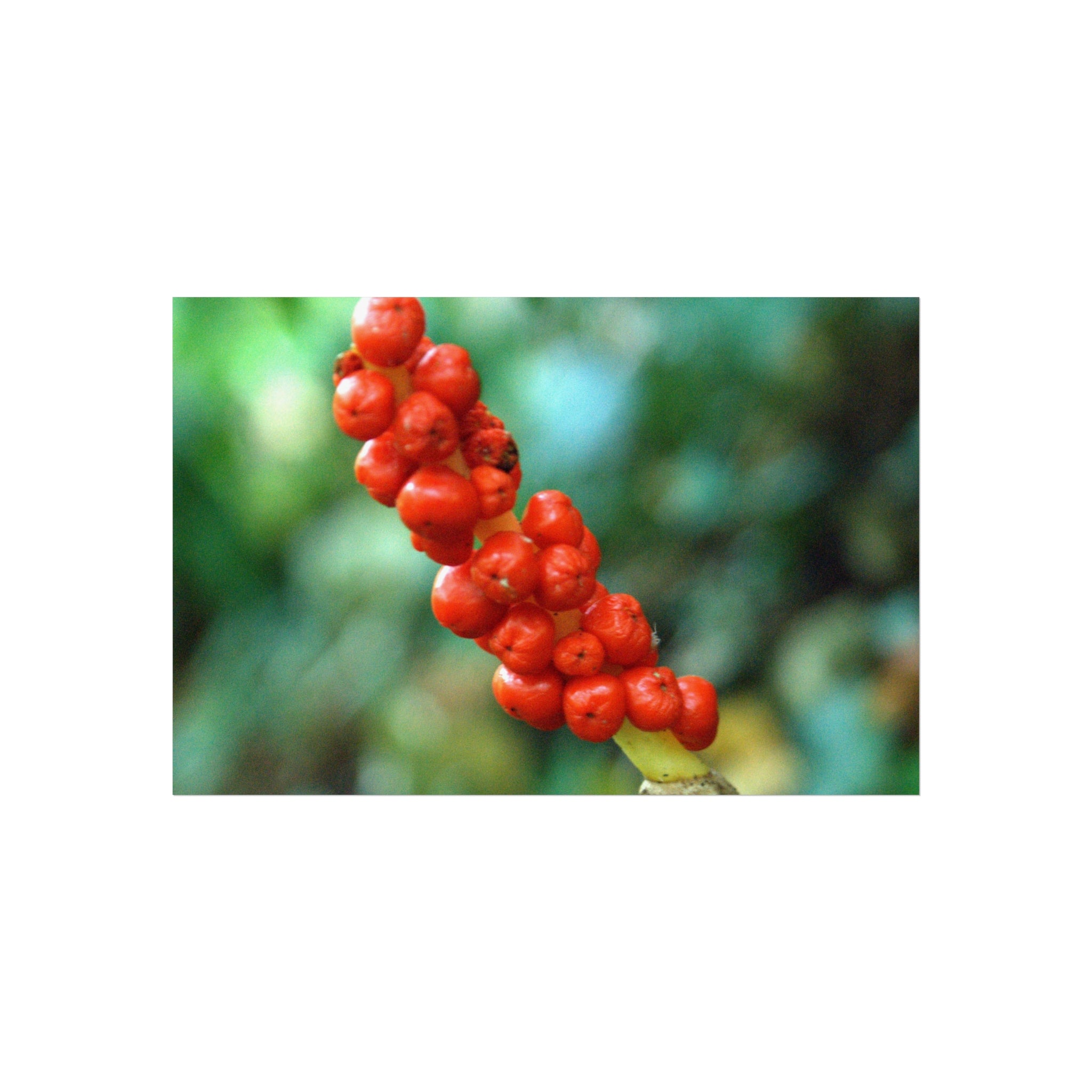 Scarlet Berries Fine Art Poster — Original Botanical Photography