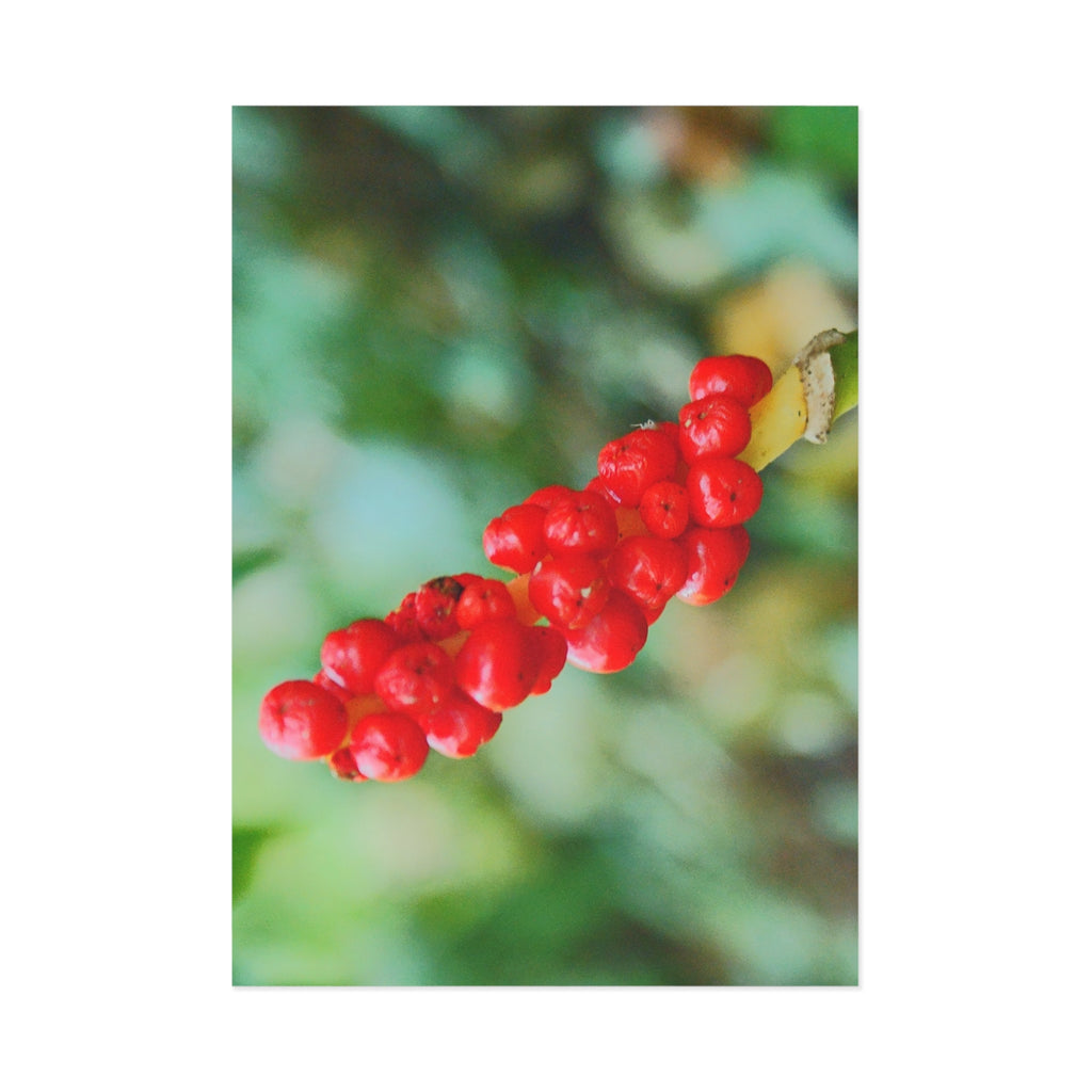 Red Berries Close-Up Fine Art Post Card