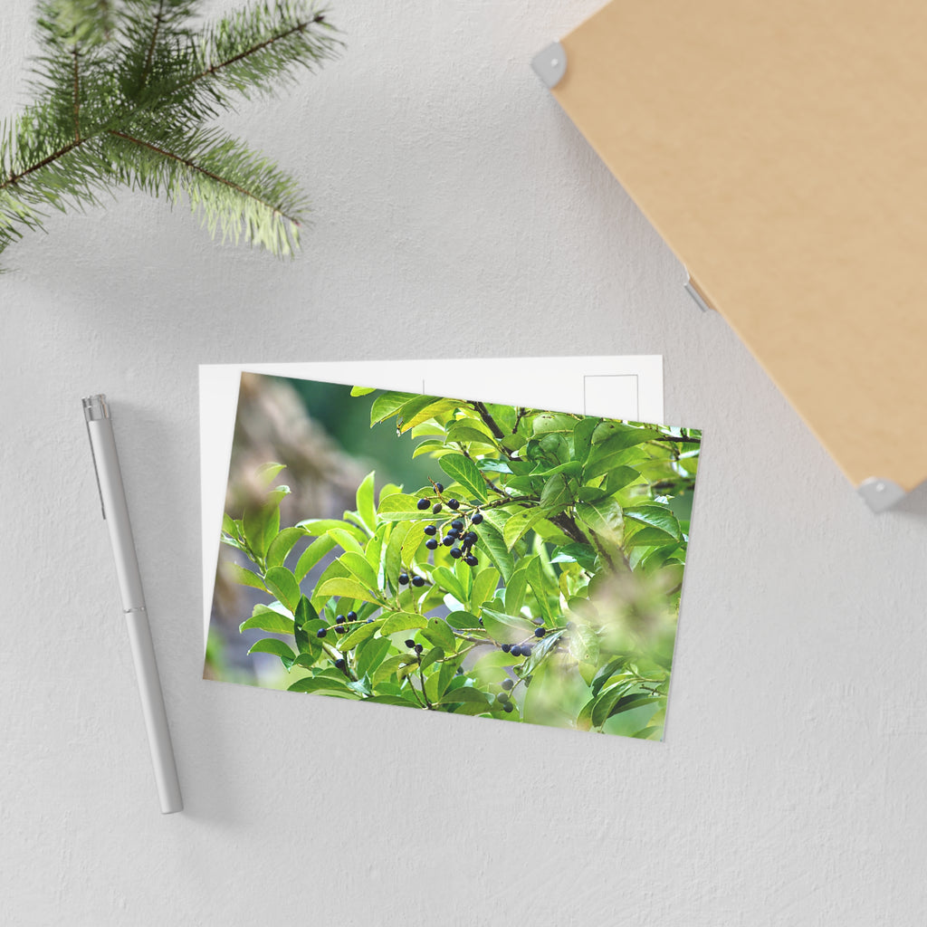 Nature Study Fine Art Postcard — Original Nature Photography