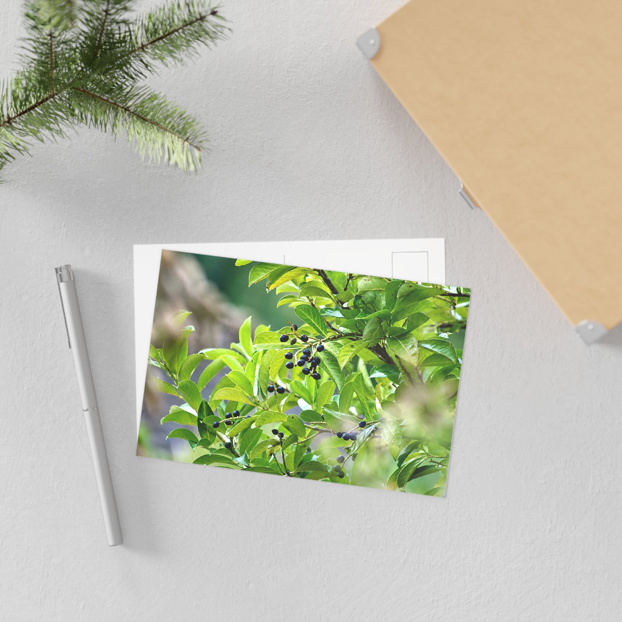 Nature Study Fine Art Postcard — Original Nature Photography