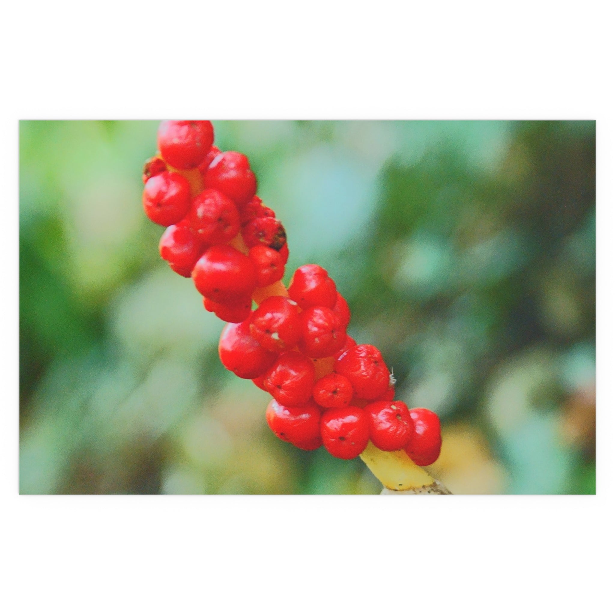 Red berry botanical nature photography silk poster — Nature Noticed