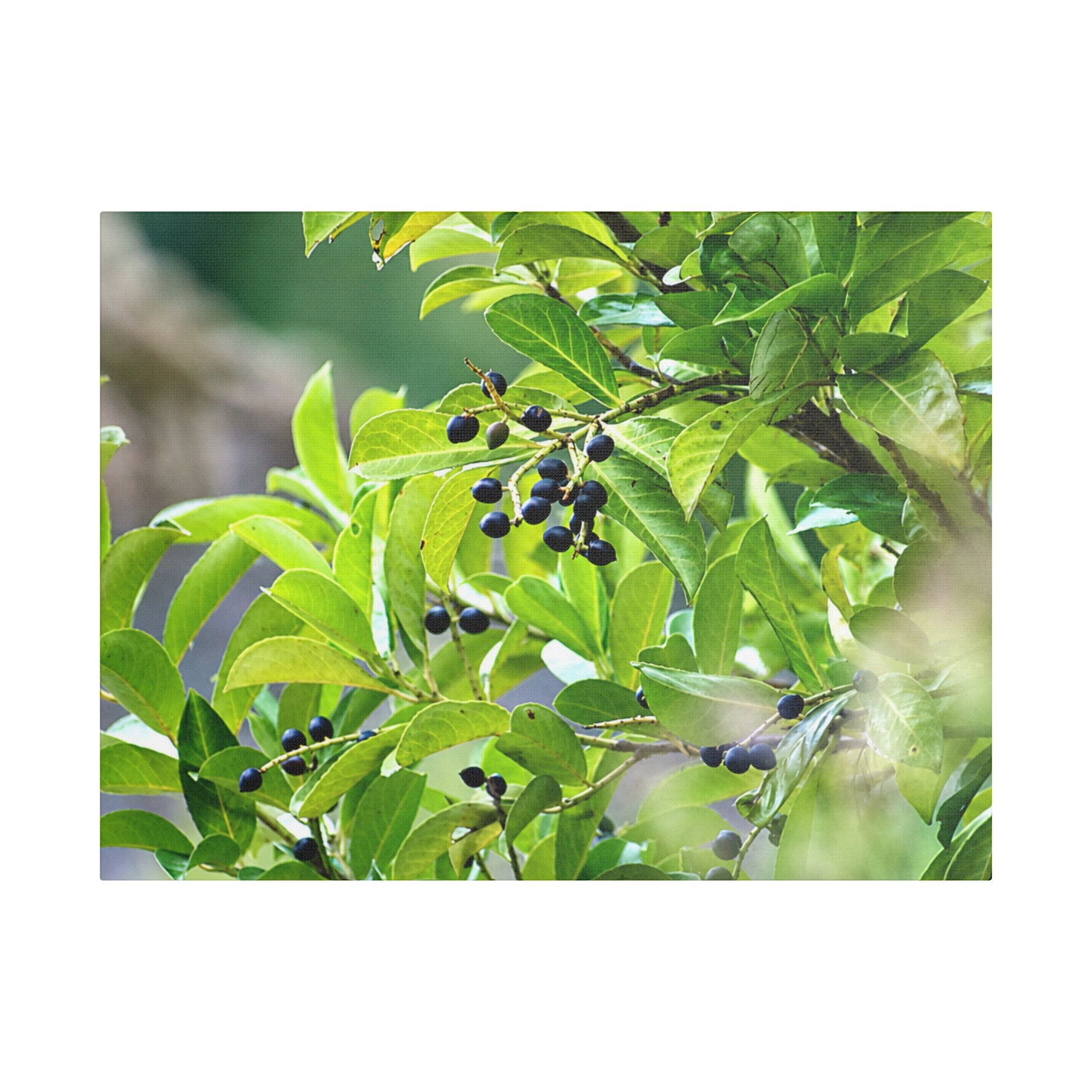 Nature Study Satin Stretched Canvas — Original Nature Photography