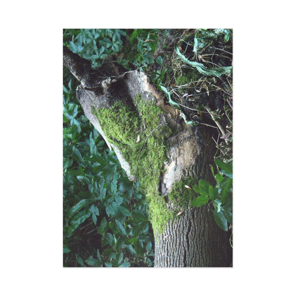 Mossy Woodland Tree Fine Art Post Card