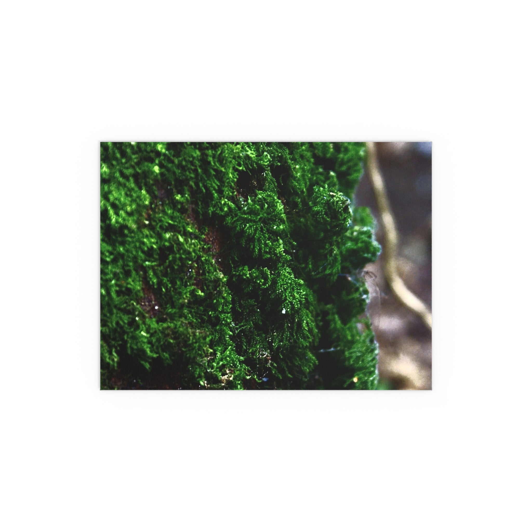 Moss close-up nature photography silk poster — Nature Noticed