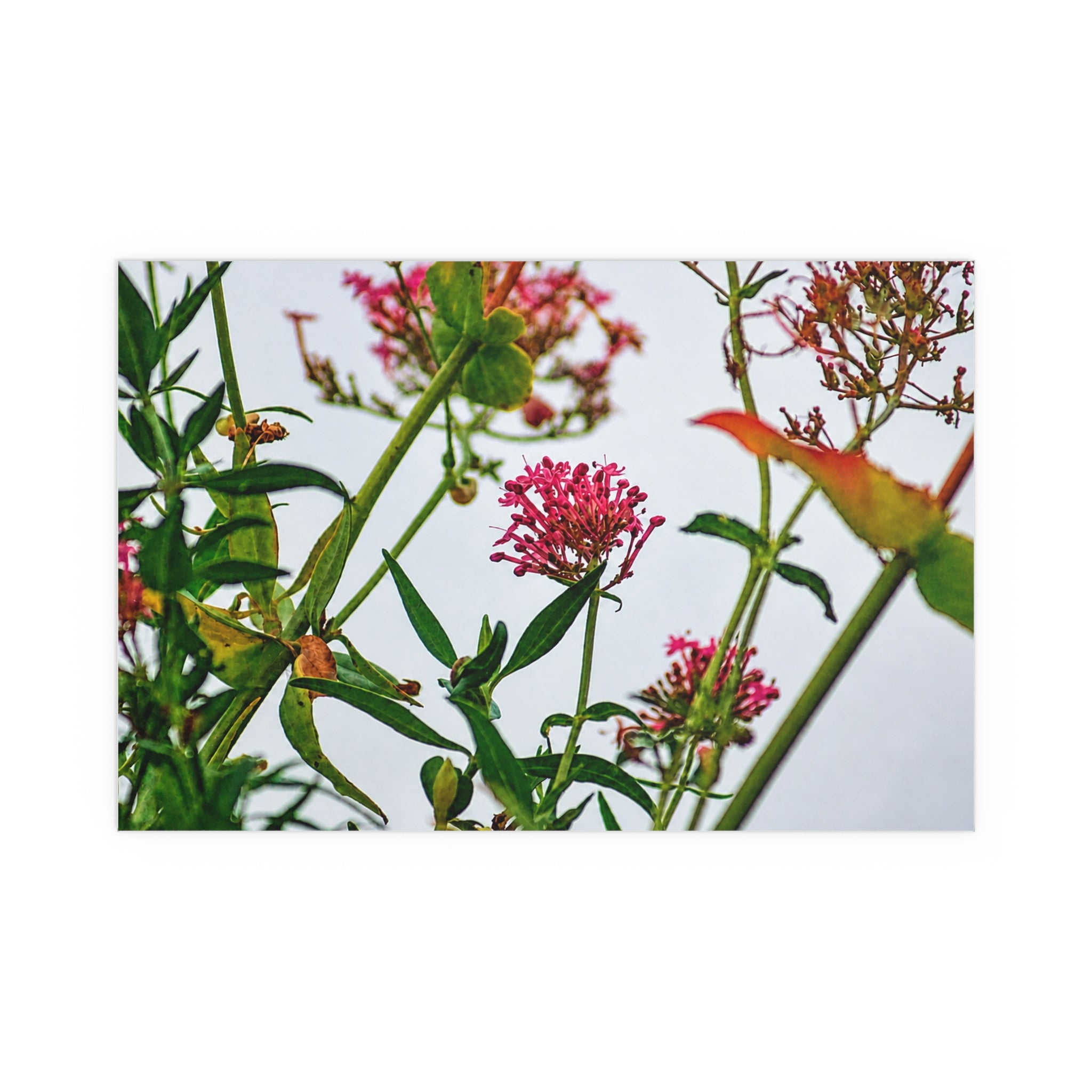 Pink wildflower nature photography silk poster — Nature Noticed