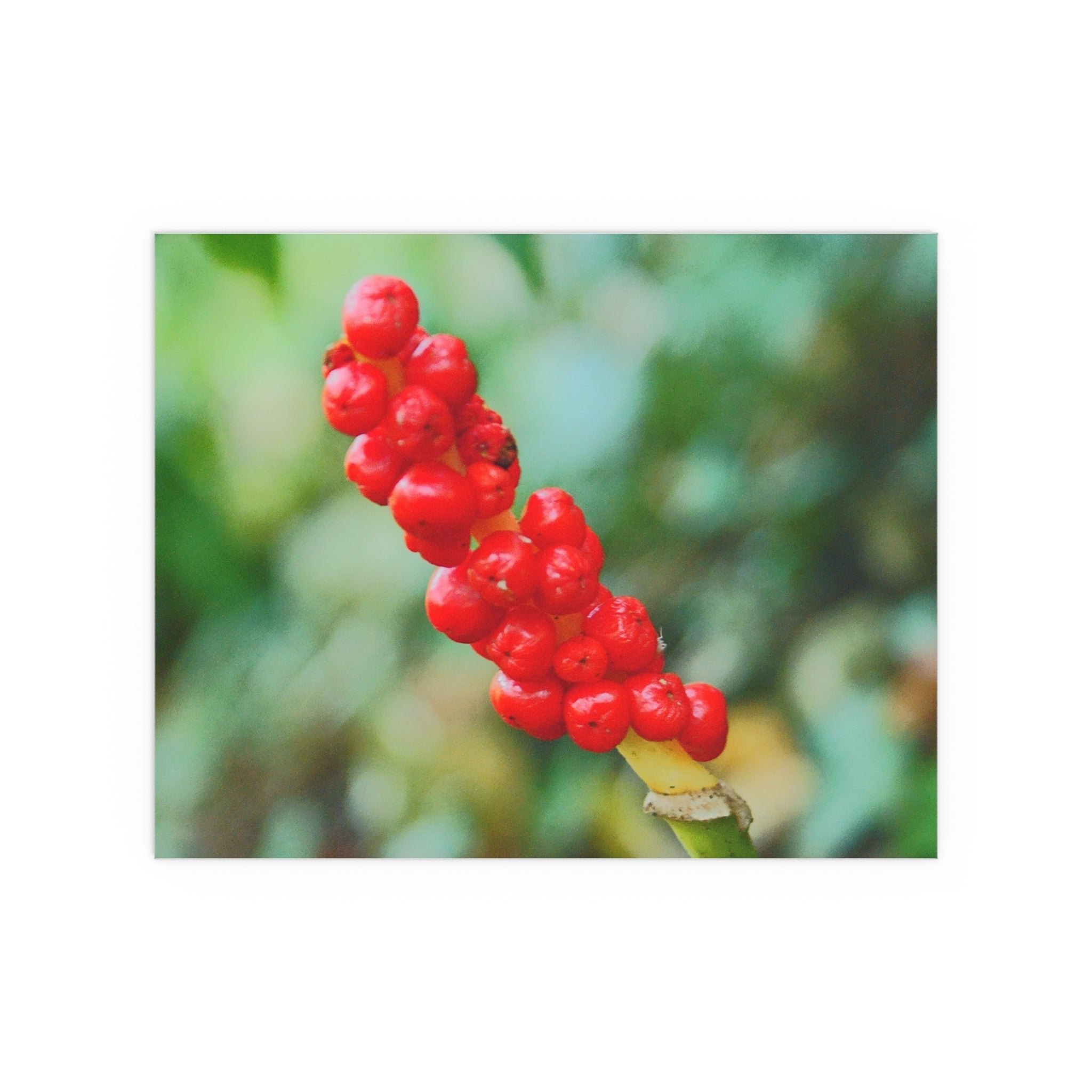 Red berry botanical nature photography silk poster — Nature Noticed