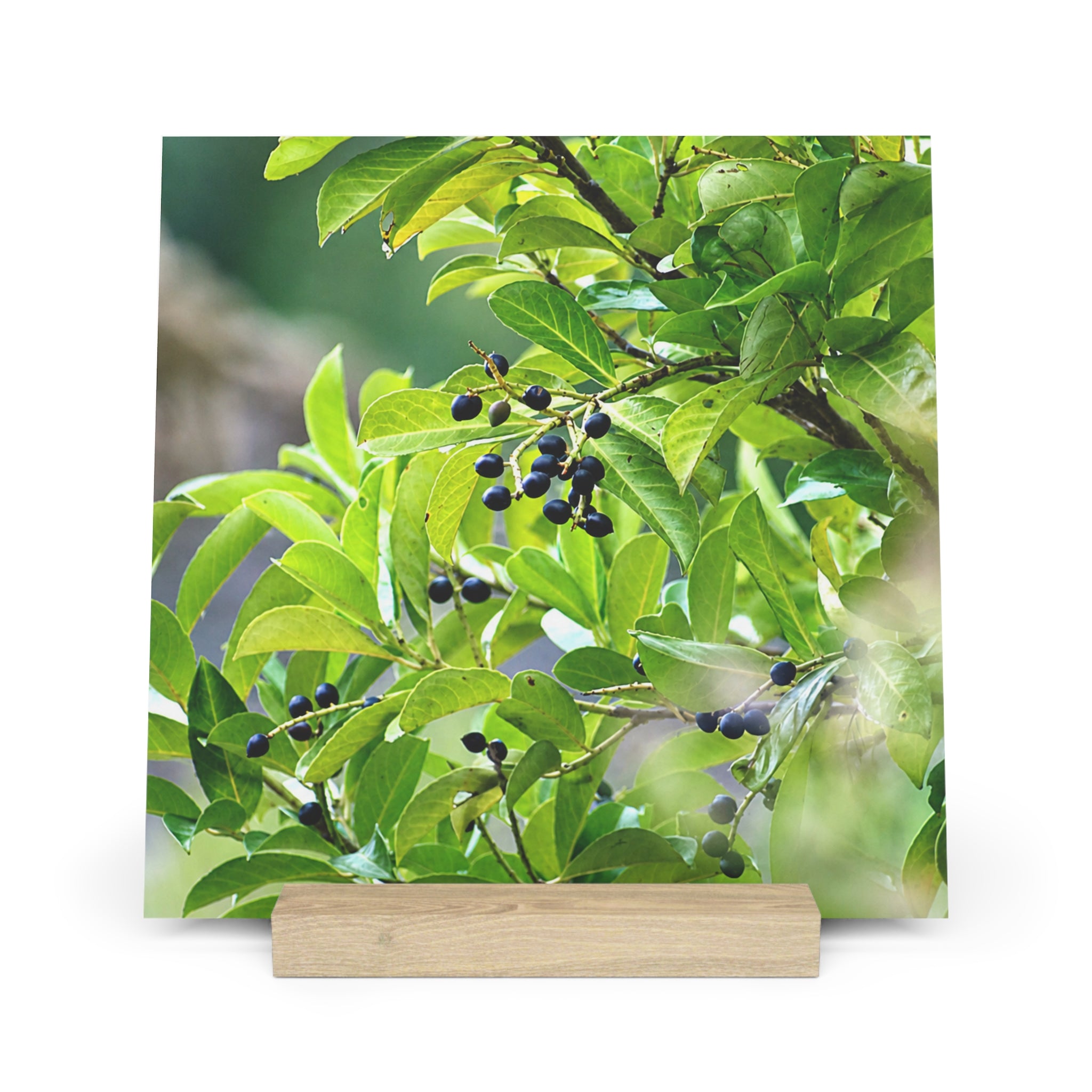 Nature Study photography gallery board with oak stand