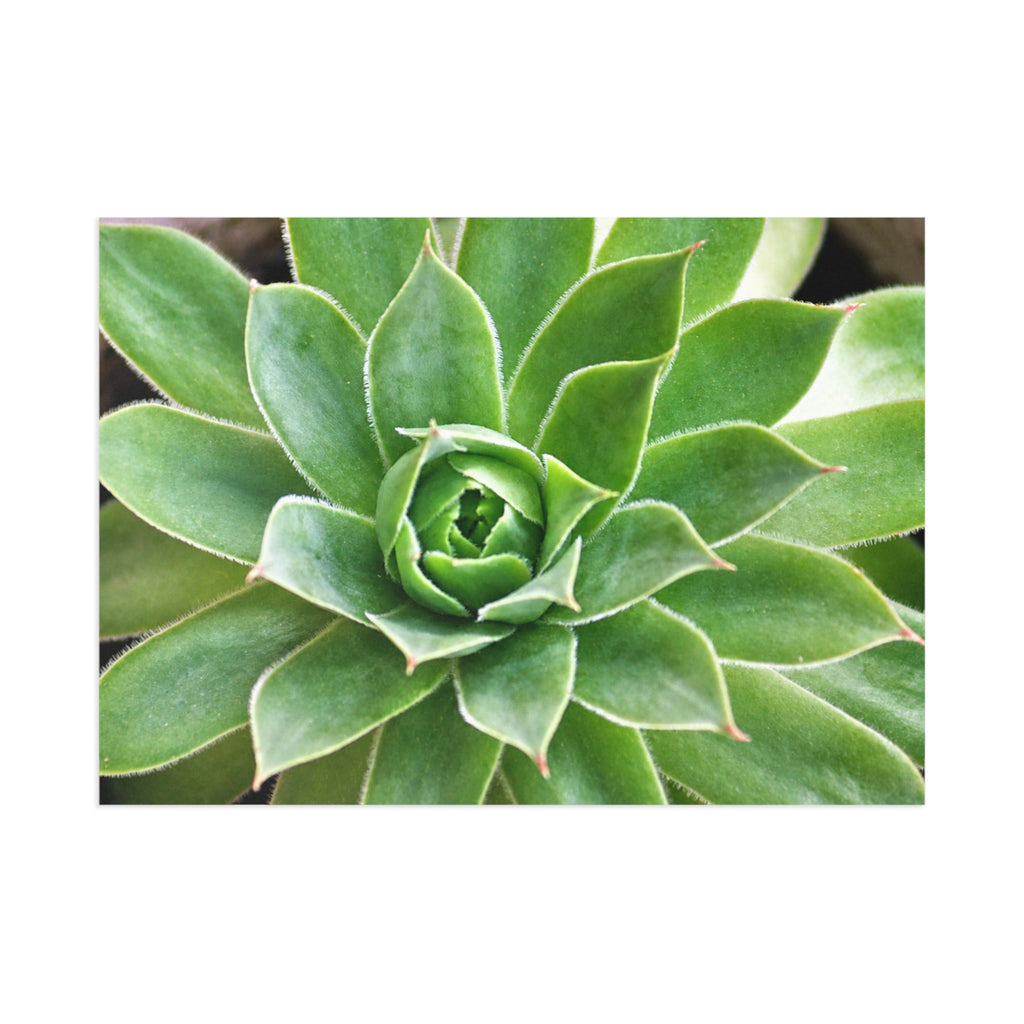 Succulent Fine Art Post Card