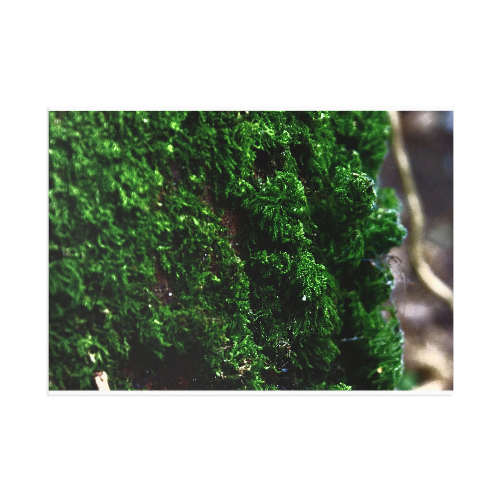 Moss Close-Up Fine Art Post Card