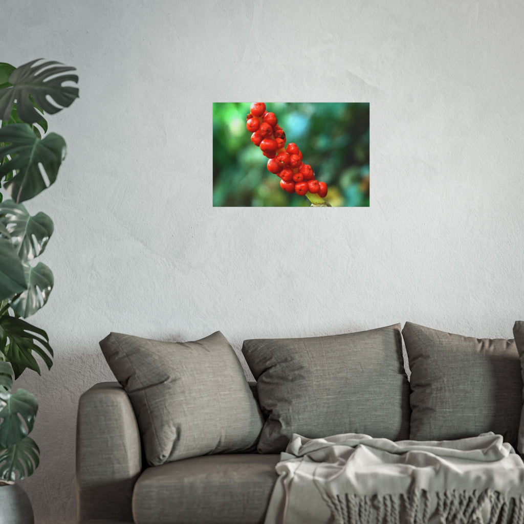 Scarlet Berries Fine Art Poster — Original Botanical Photography
