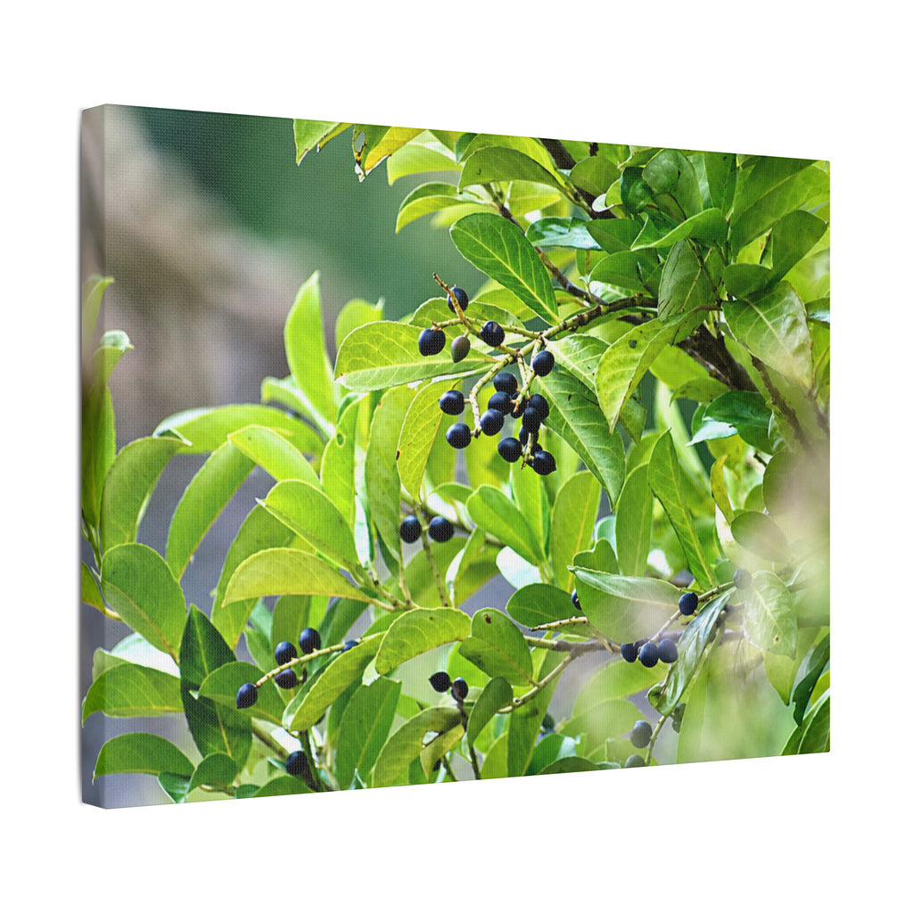 Nature Study Satin Stretched Canvas — Original Nature Photography