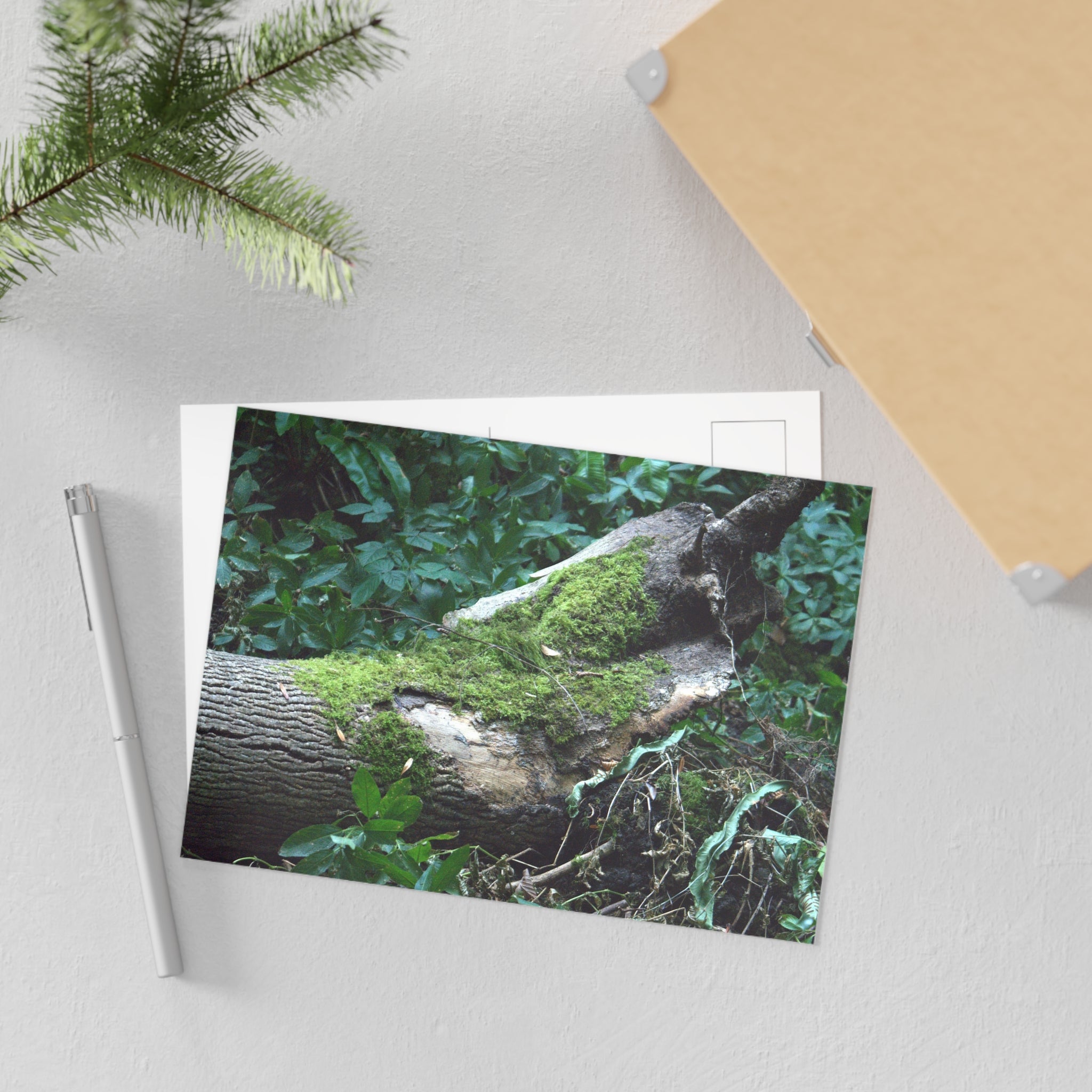 Mossy Woodland Tree Fine Art Post Card