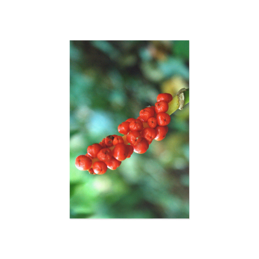 Alternate view of Scarlet Berries Fine Art Postcard