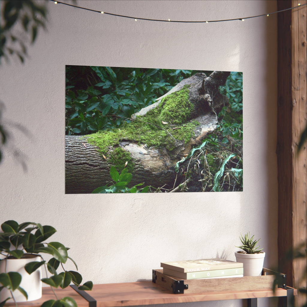 Mossy Woodland Fine Art Poster — Original Forest Photography