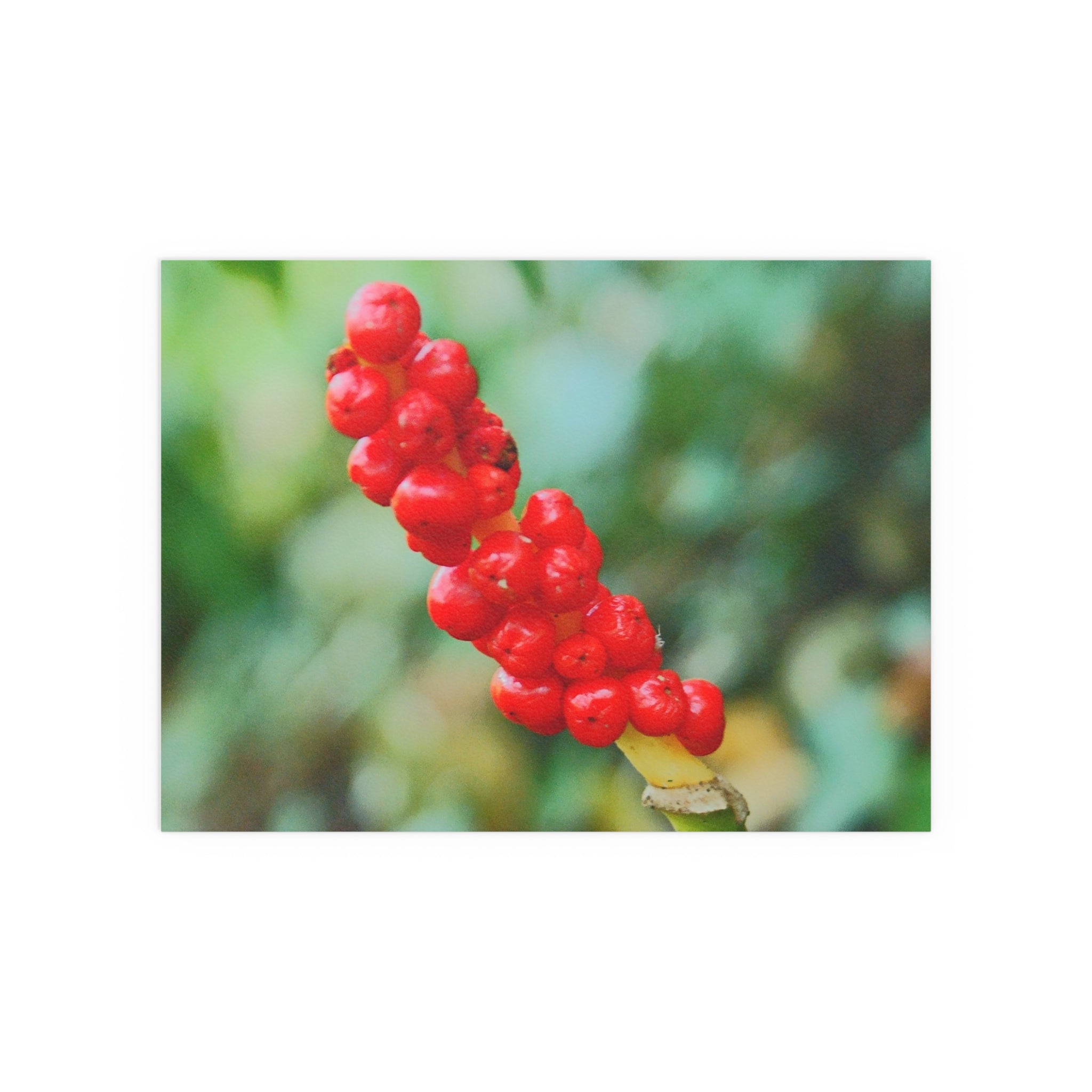 Red berry botanical nature photography silk poster — Nature Noticed
