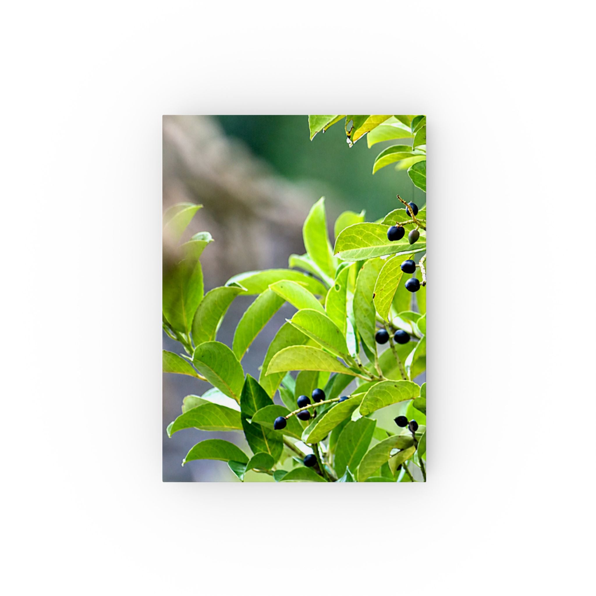 Alternate view of Nature Study Hardback Journal