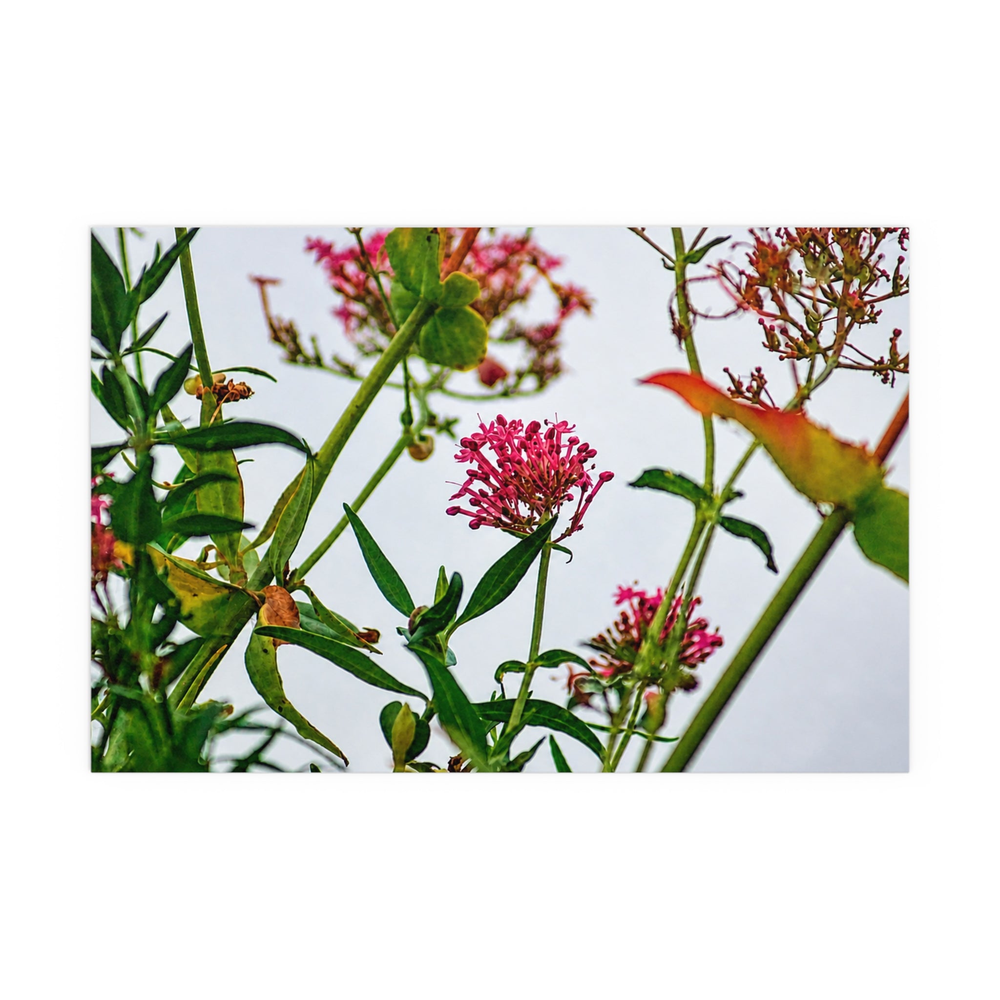 Pink wildflower nature photography silk poster — Nature Noticed