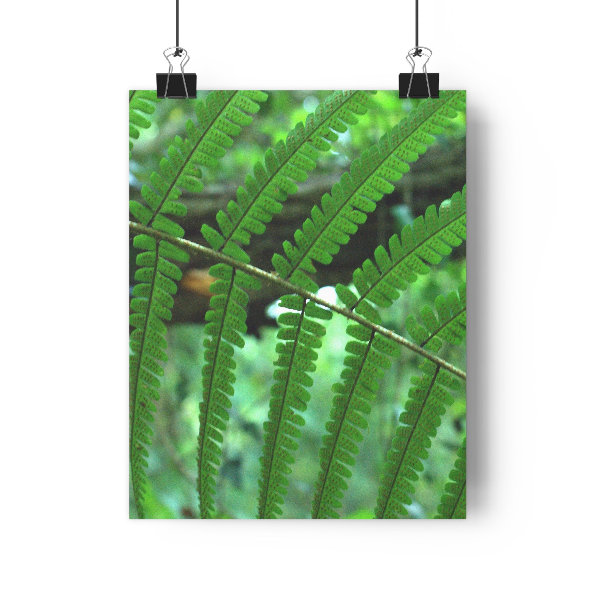 Green fern botanical photography museum-grade paper poster