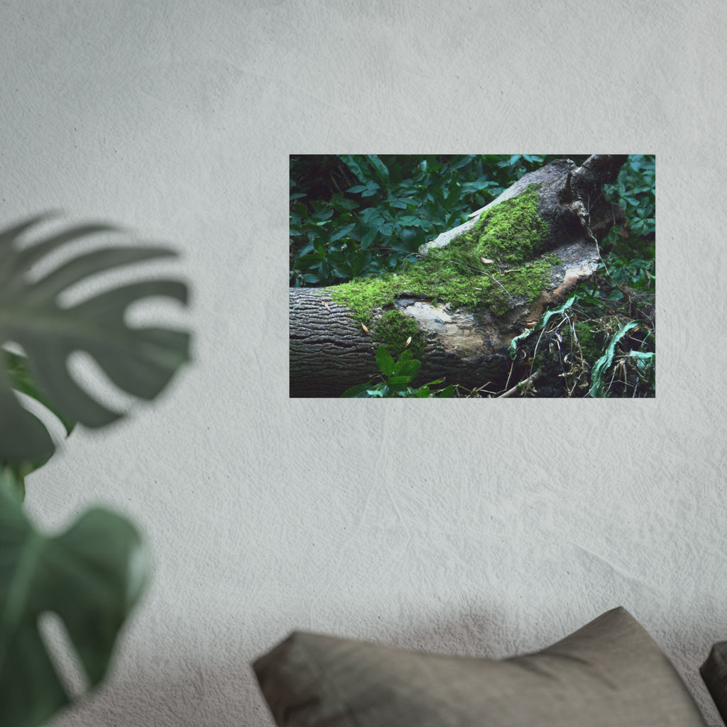 Mossy Woodland Fine Art Poster — Original Forest Photography