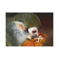 Squirrel Monkey Close-Up Fine Art Post Card