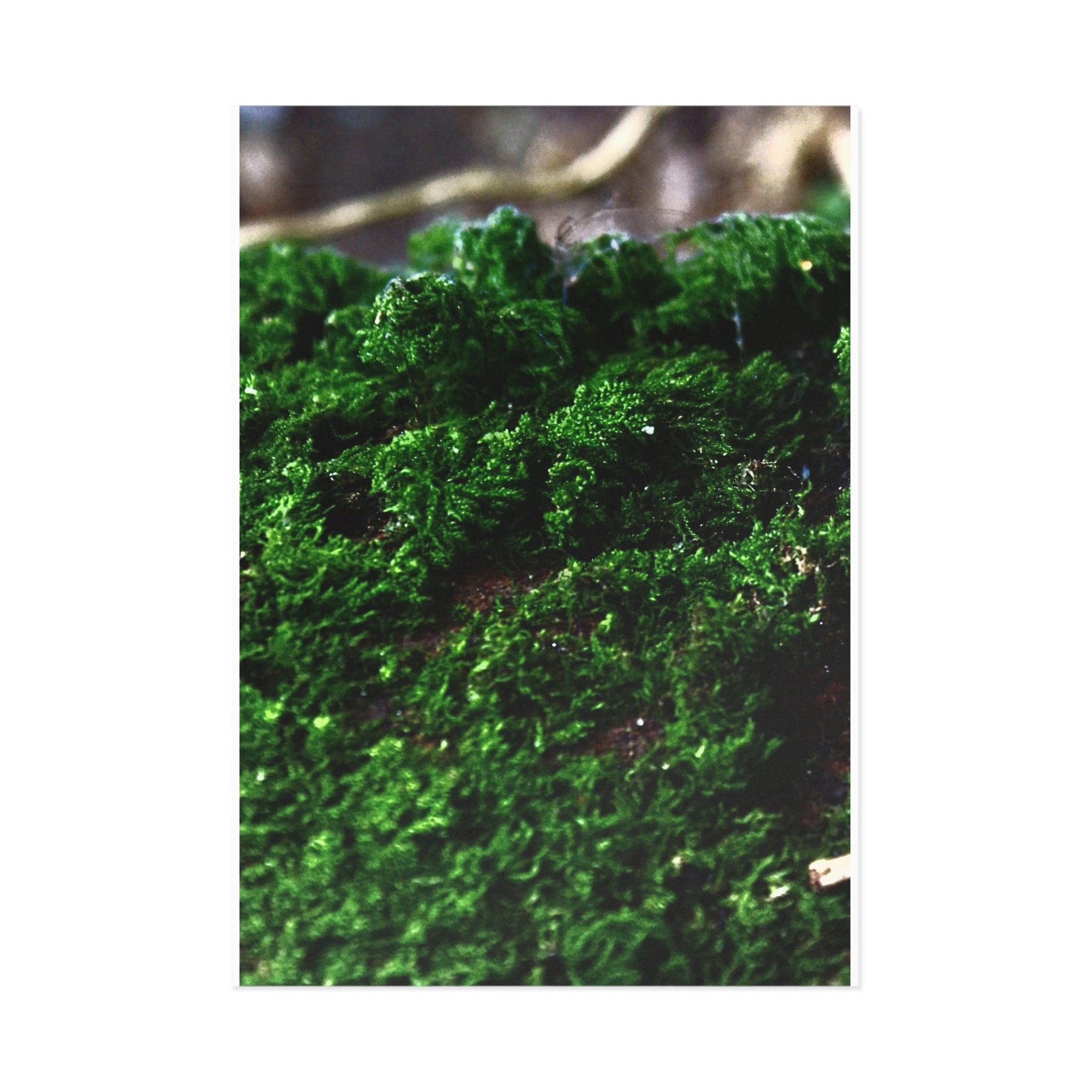 Moss Close-Up Fine Art Post Card