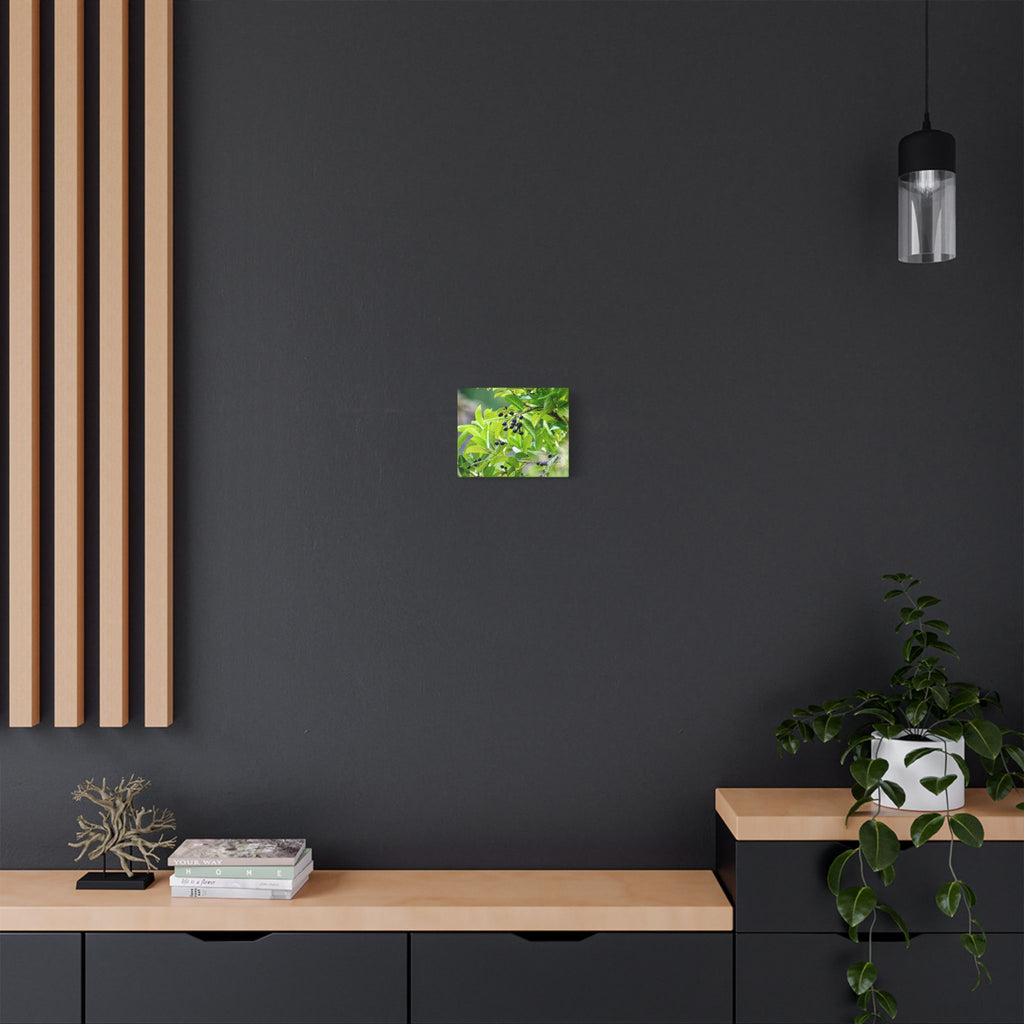 Nature Study Satin Stretched Canvas — Original Nature Photography