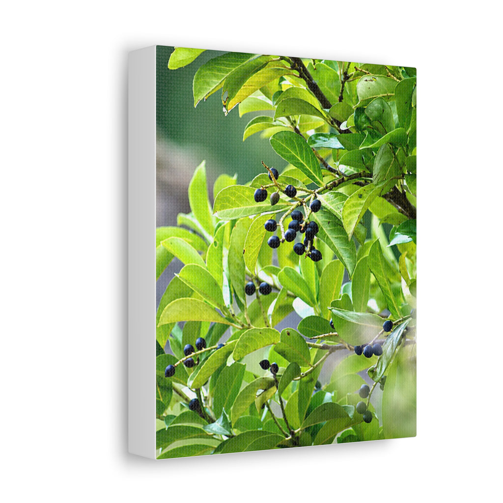 Alternate view of Nature Study Stretched Canvas