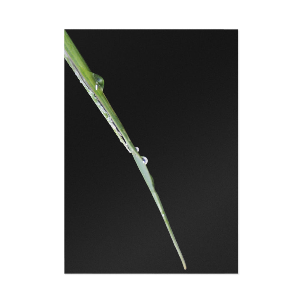Dewdrop Blade Fine Art Post Card