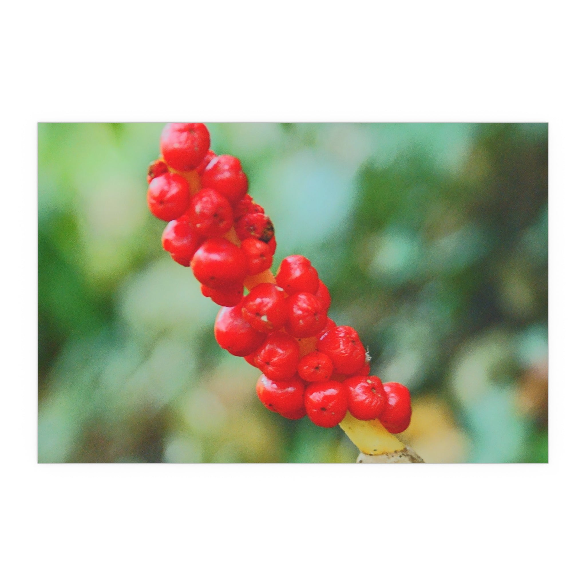 Red berry botanical nature photography silk poster — Nature Noticed