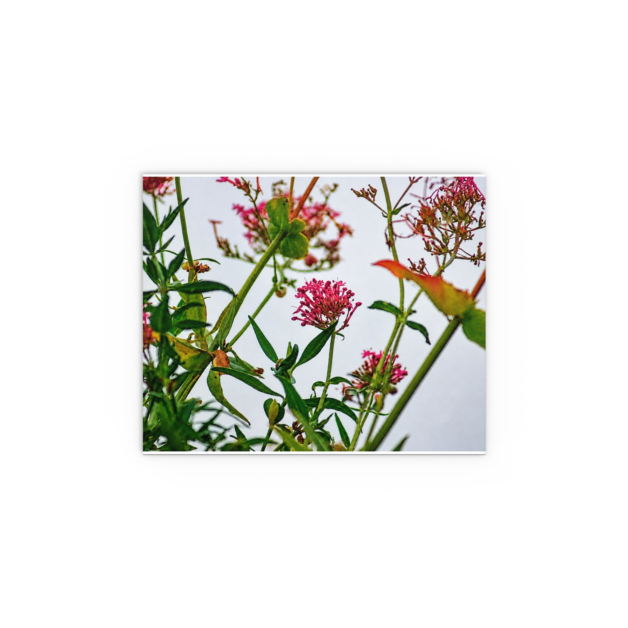 Pink wildflower nature photography silk poster — Nature Noticed