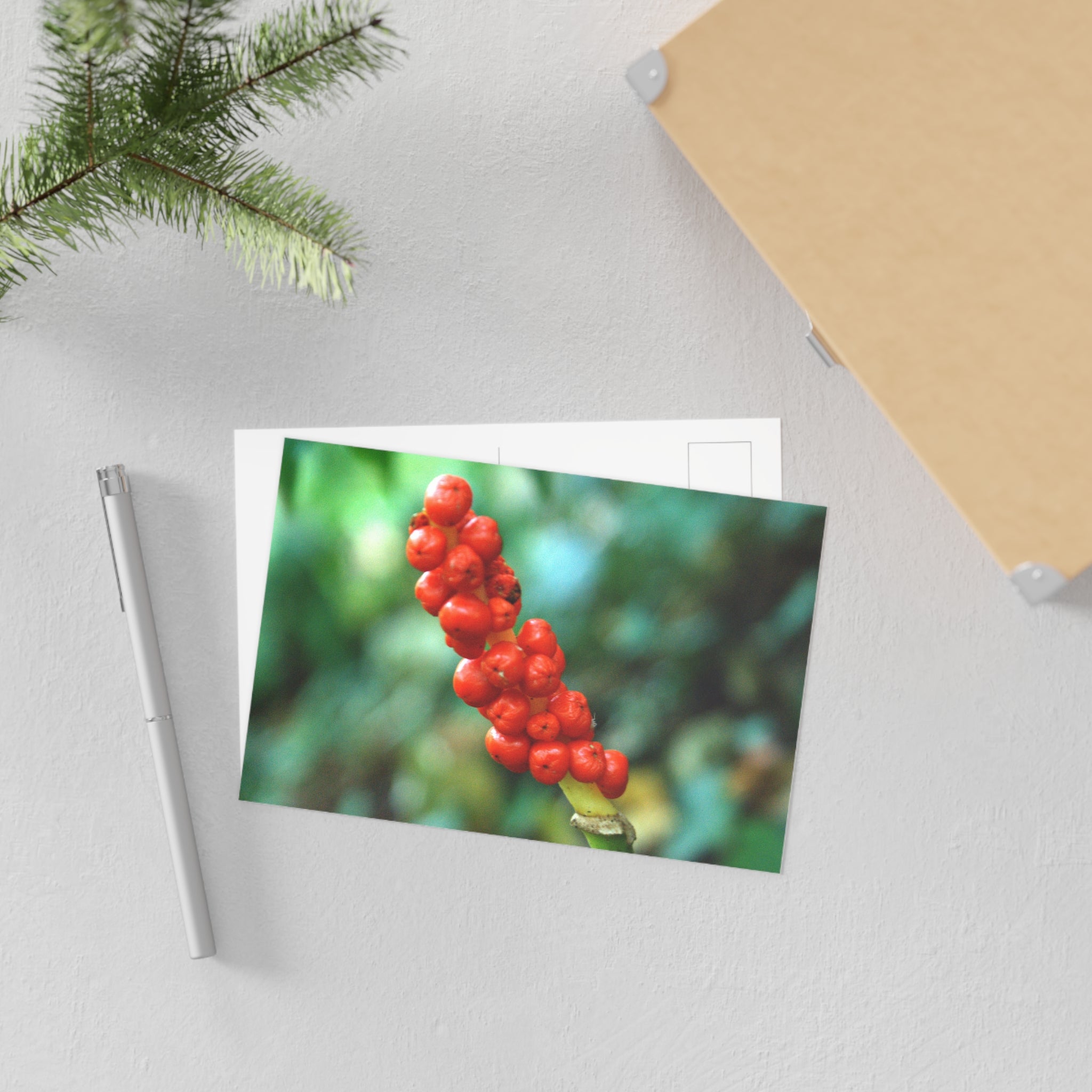 Scarlet Berries Fine Art Postcard — Original Botanical Photography