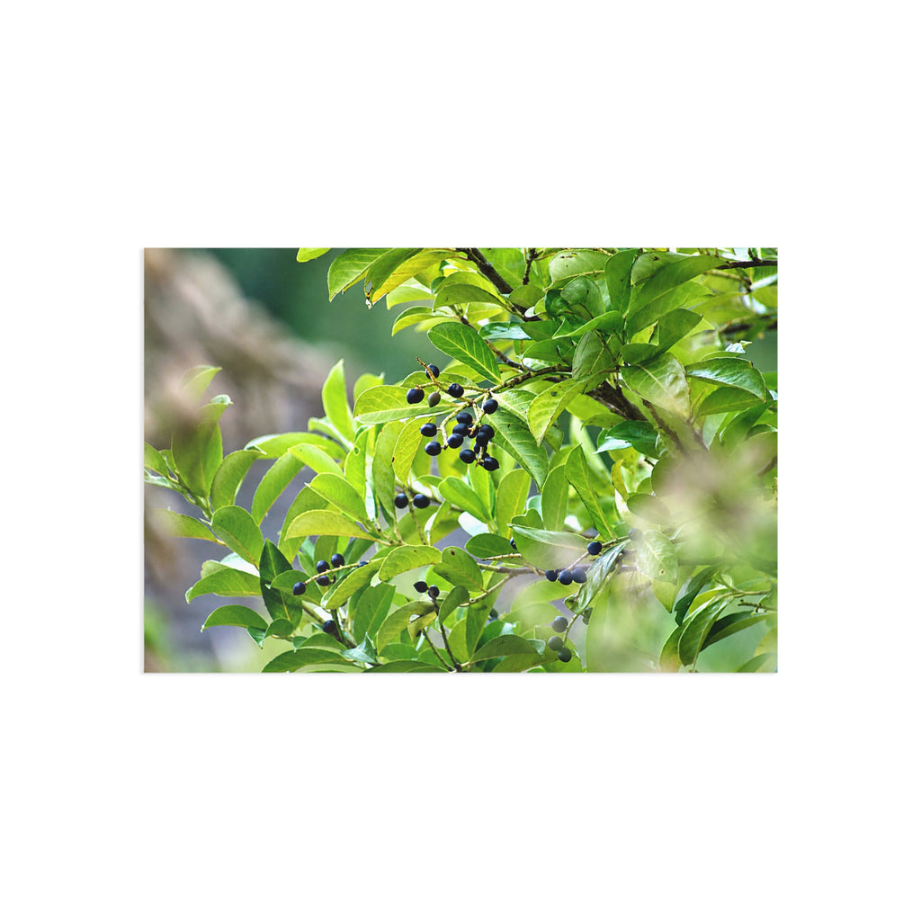 Nature Study fine art postcard with original nature photography