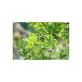 Nature Study fine art postcard with original nature photography