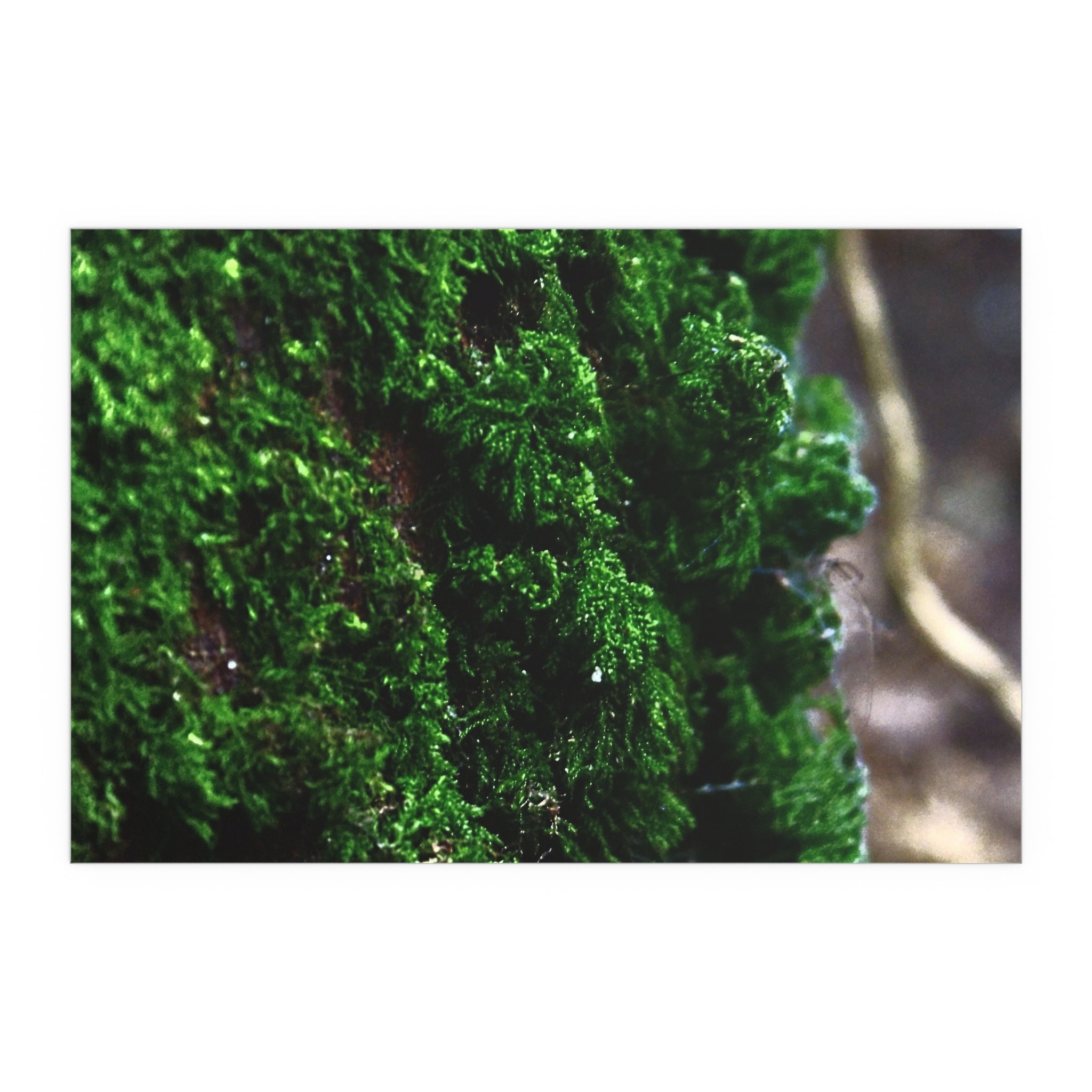 Moss close-up nature photography silk poster — Nature Noticed