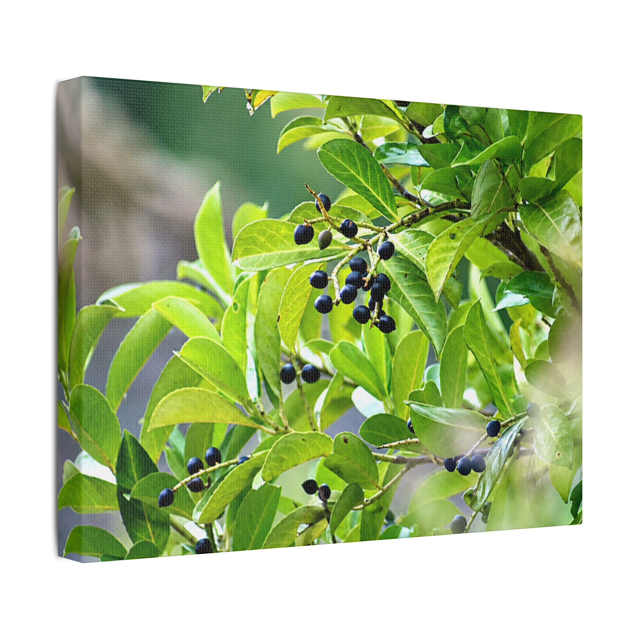 Nature Study Satin Stretched Canvas — Original Nature Photography