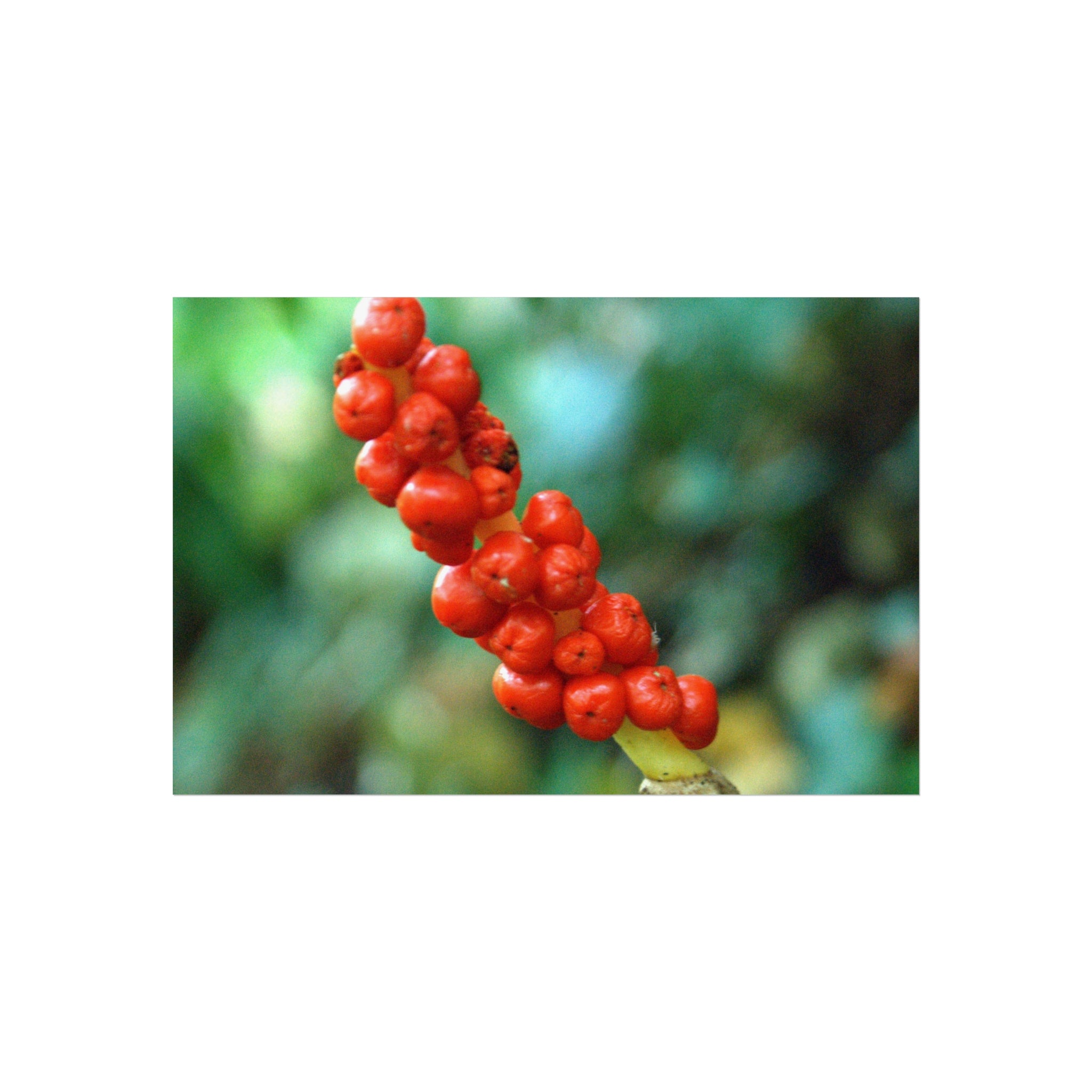 Alternate view of Scarlet Berries Fine Art Poster