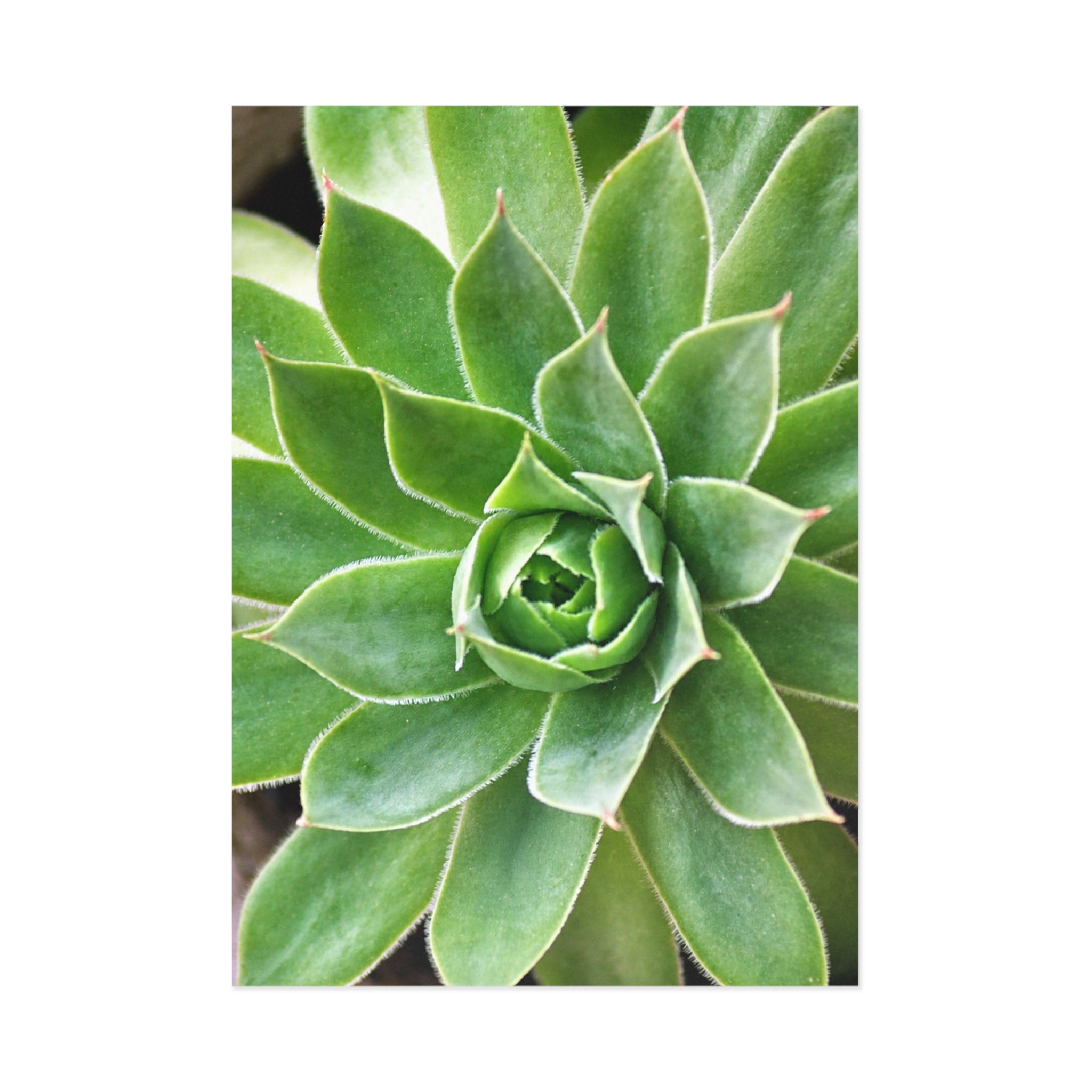Succulent Fine Art Post Card
